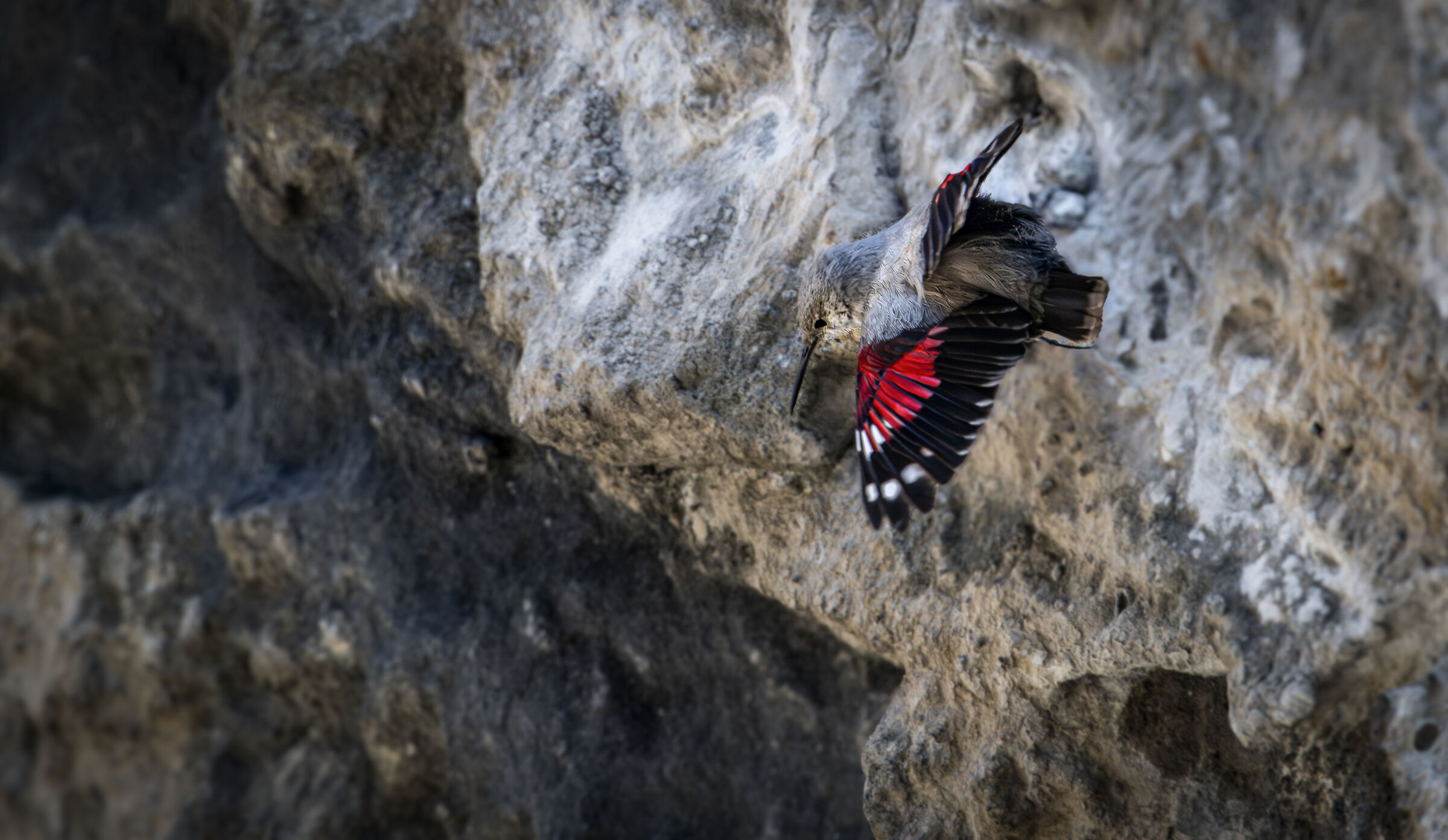 Wallcreeper