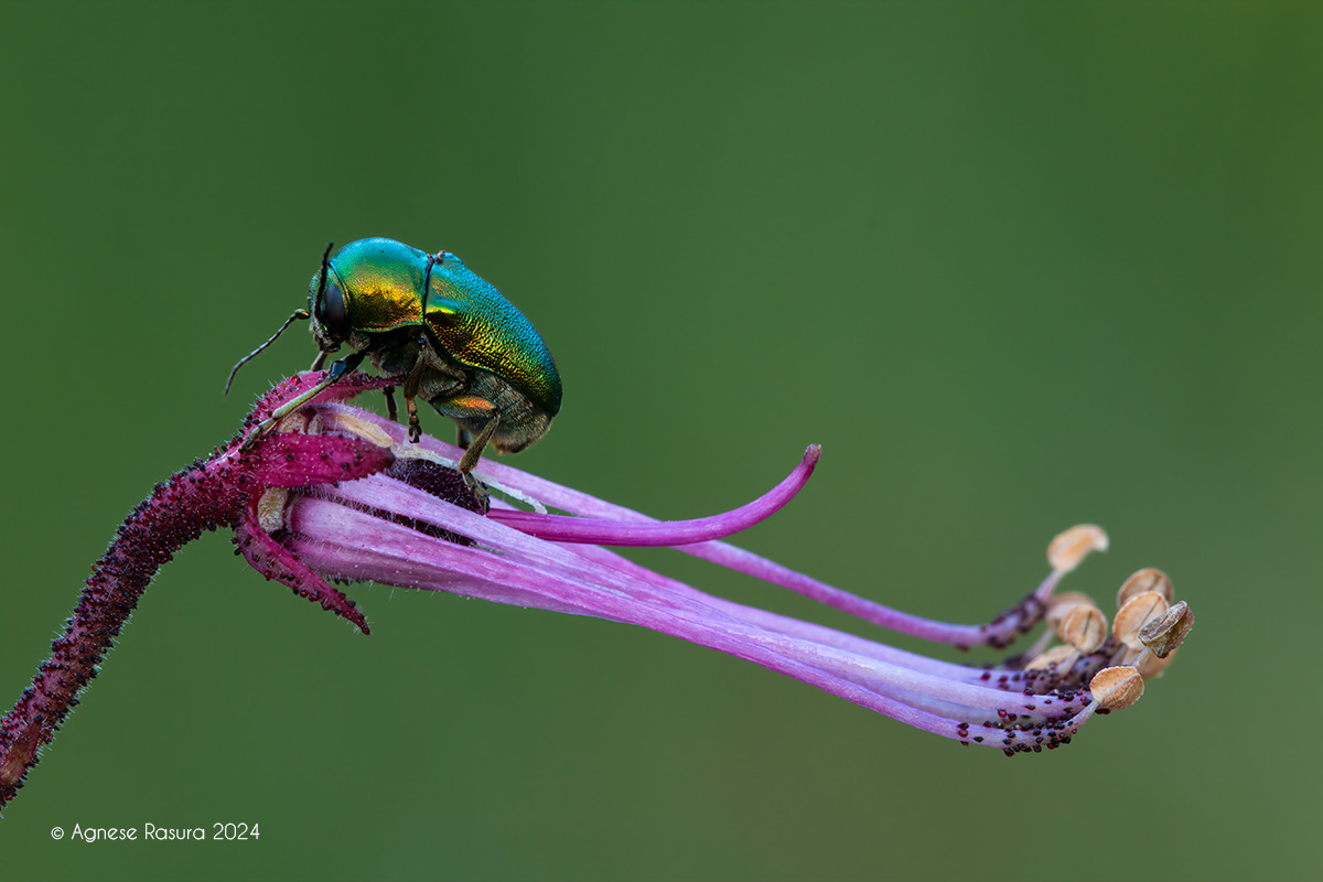 Chrysomelies on Dittany