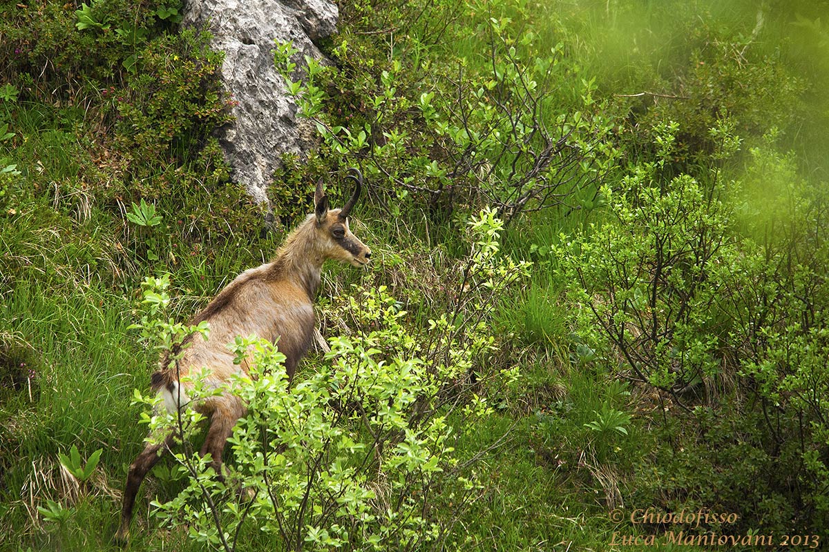 Camoscio dopo il balzo