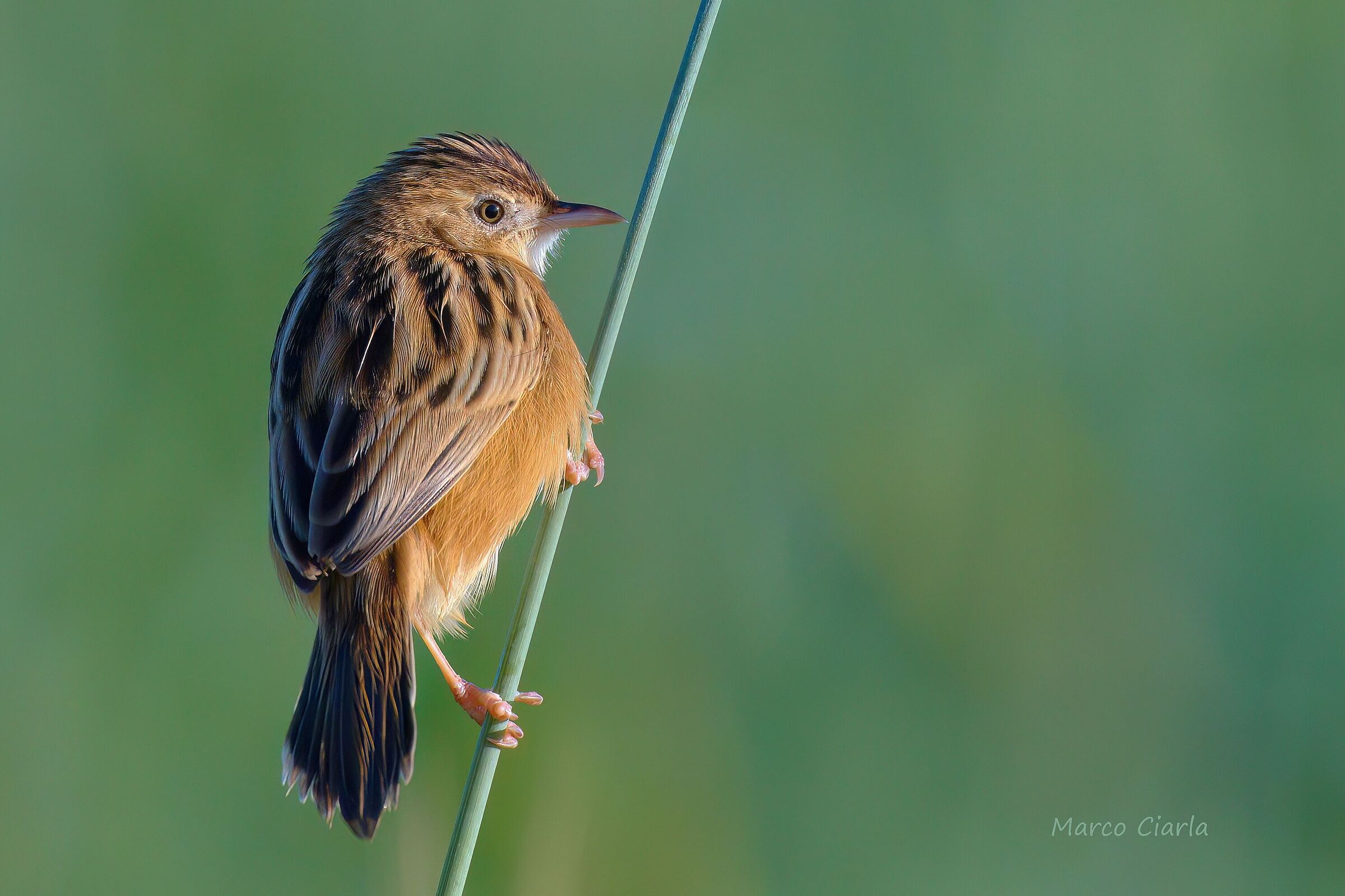Snipe (Cisticola juncidis)