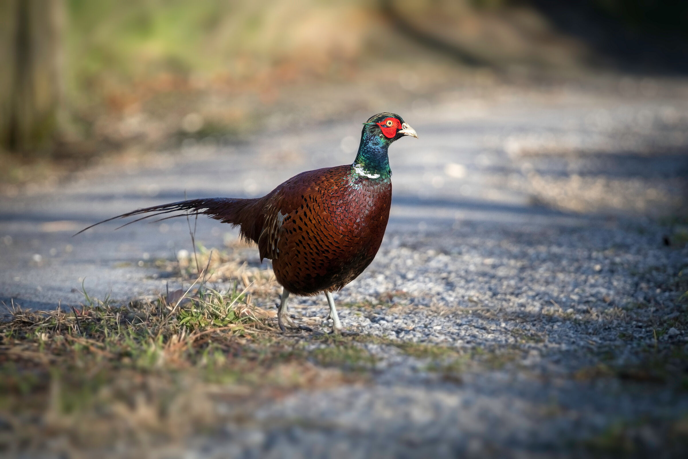 Pheasant along the path