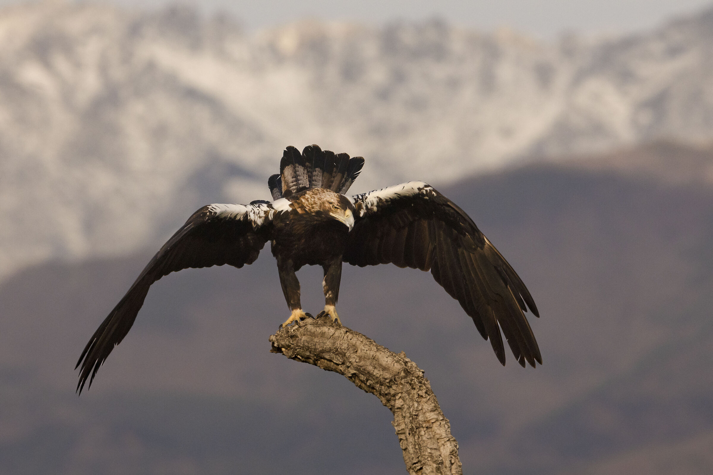 Female Imperial Eagle