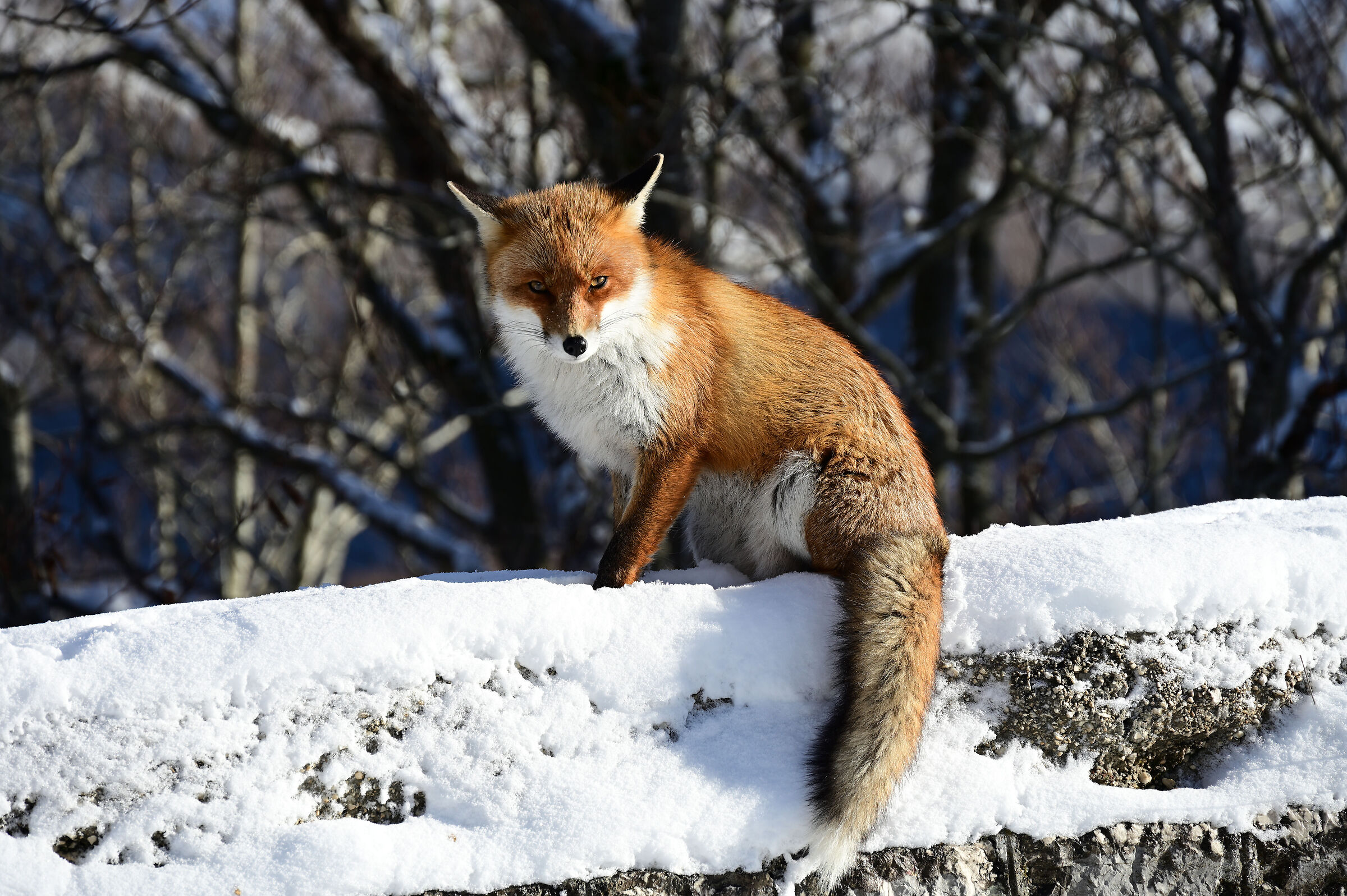Fox of Abruzzo