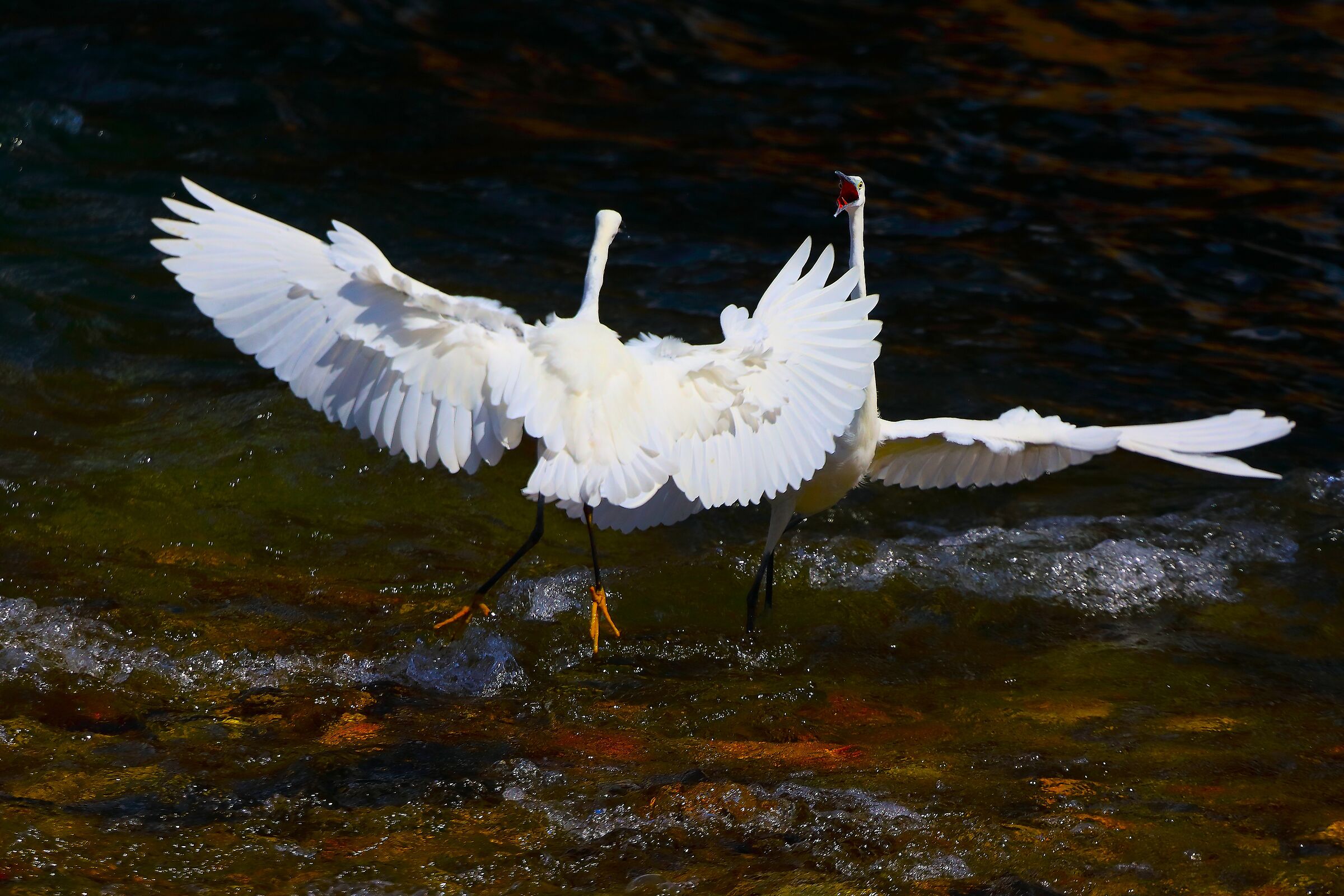 Garzette 07-09-2024 - 0245