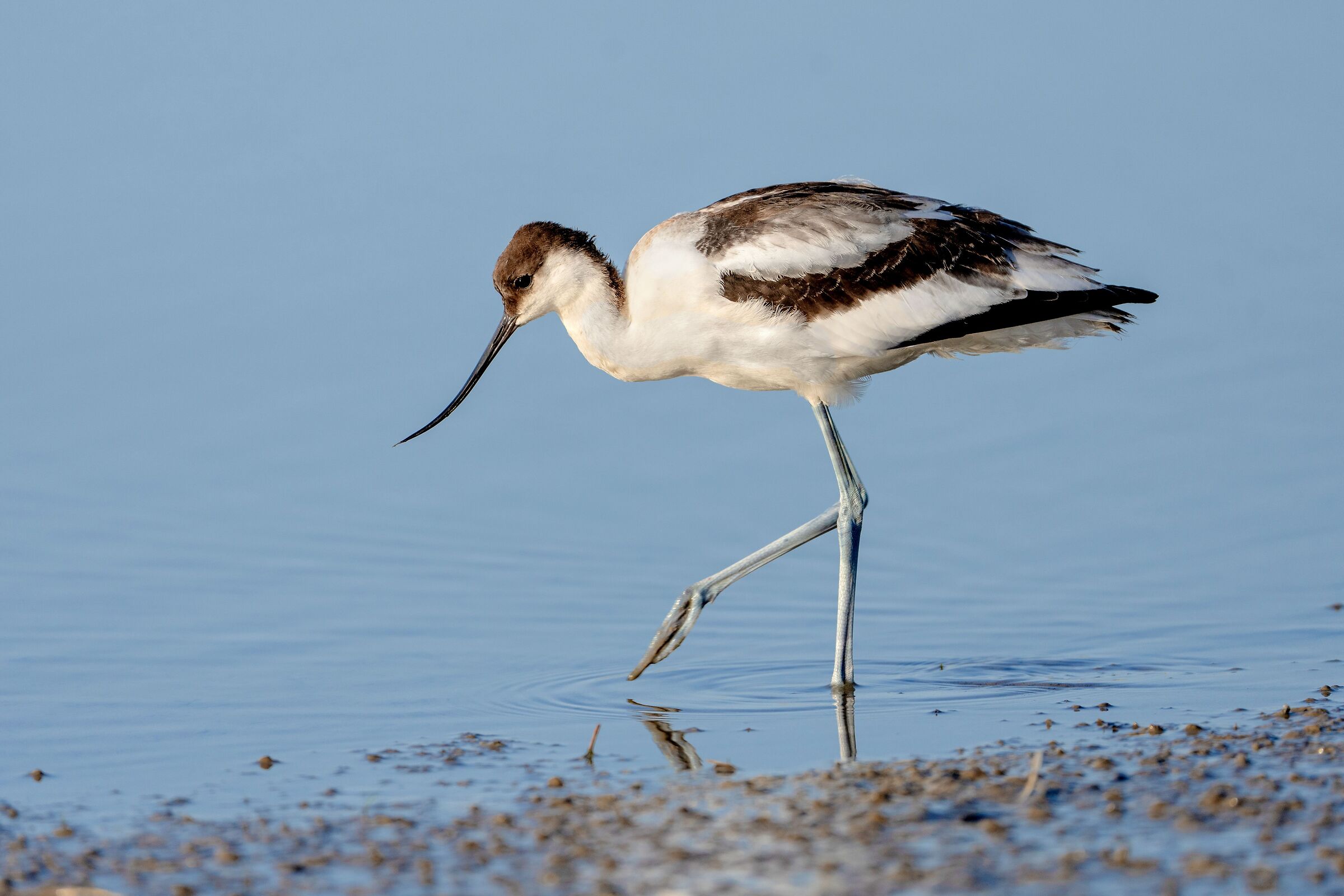 Avocet (Recurvirostra avosetta)