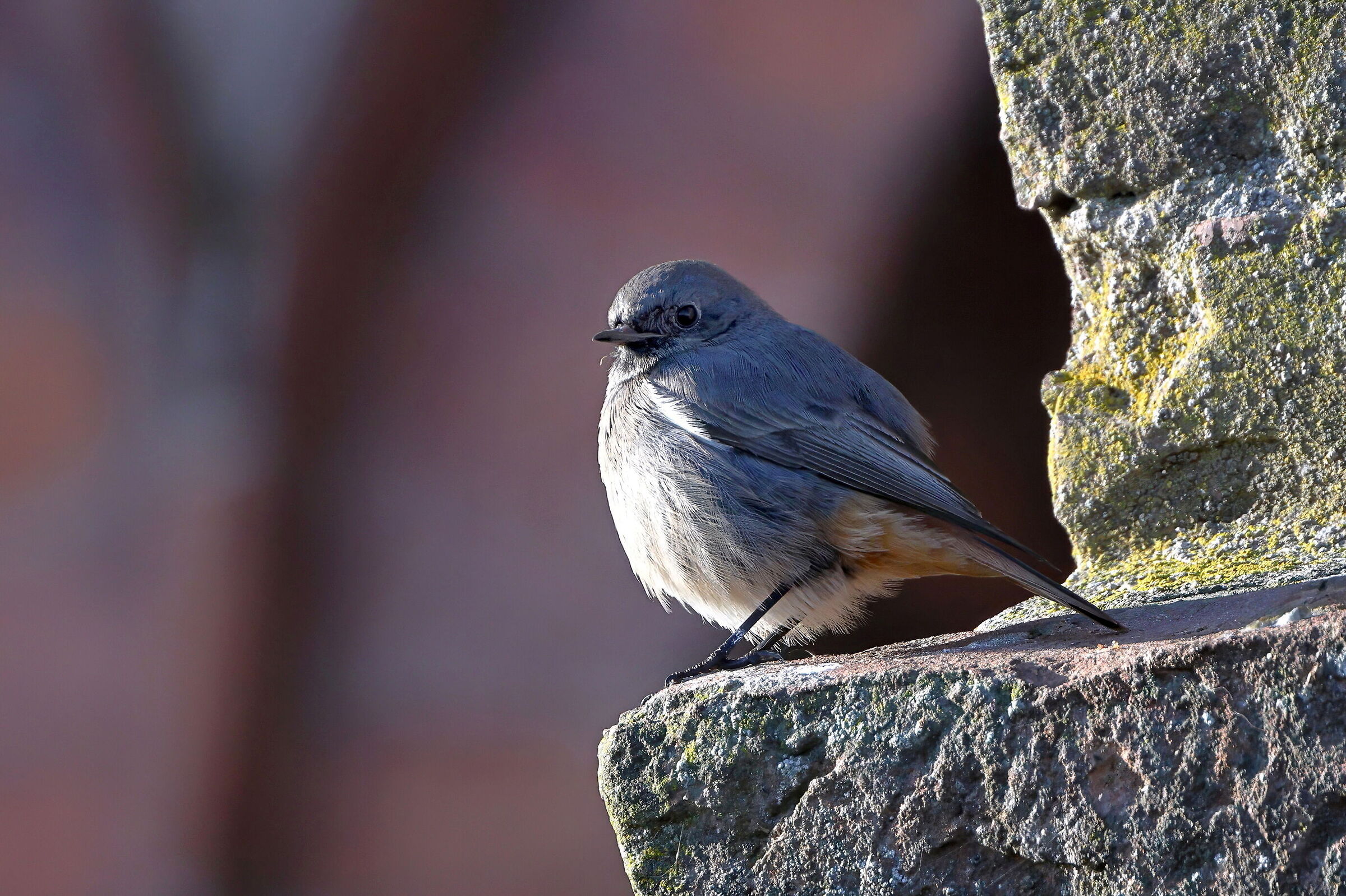 Black redstart