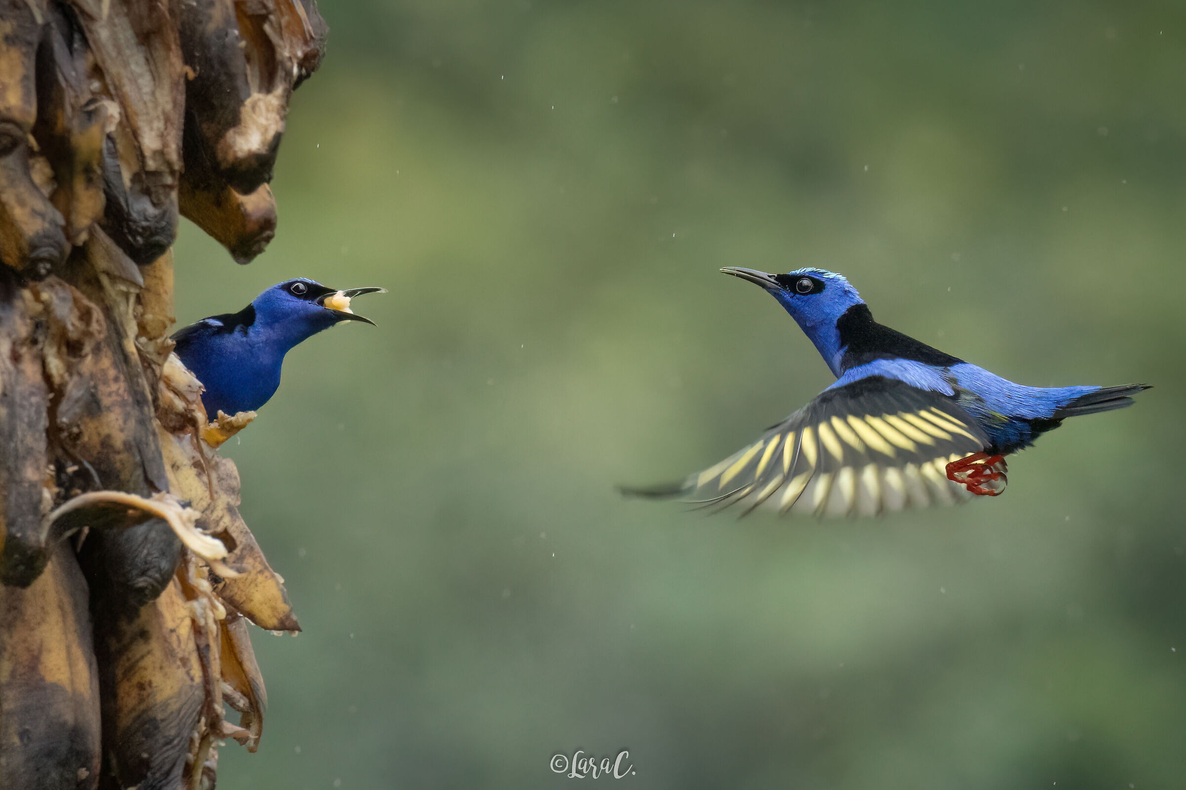 All'attaccooo...del cibo