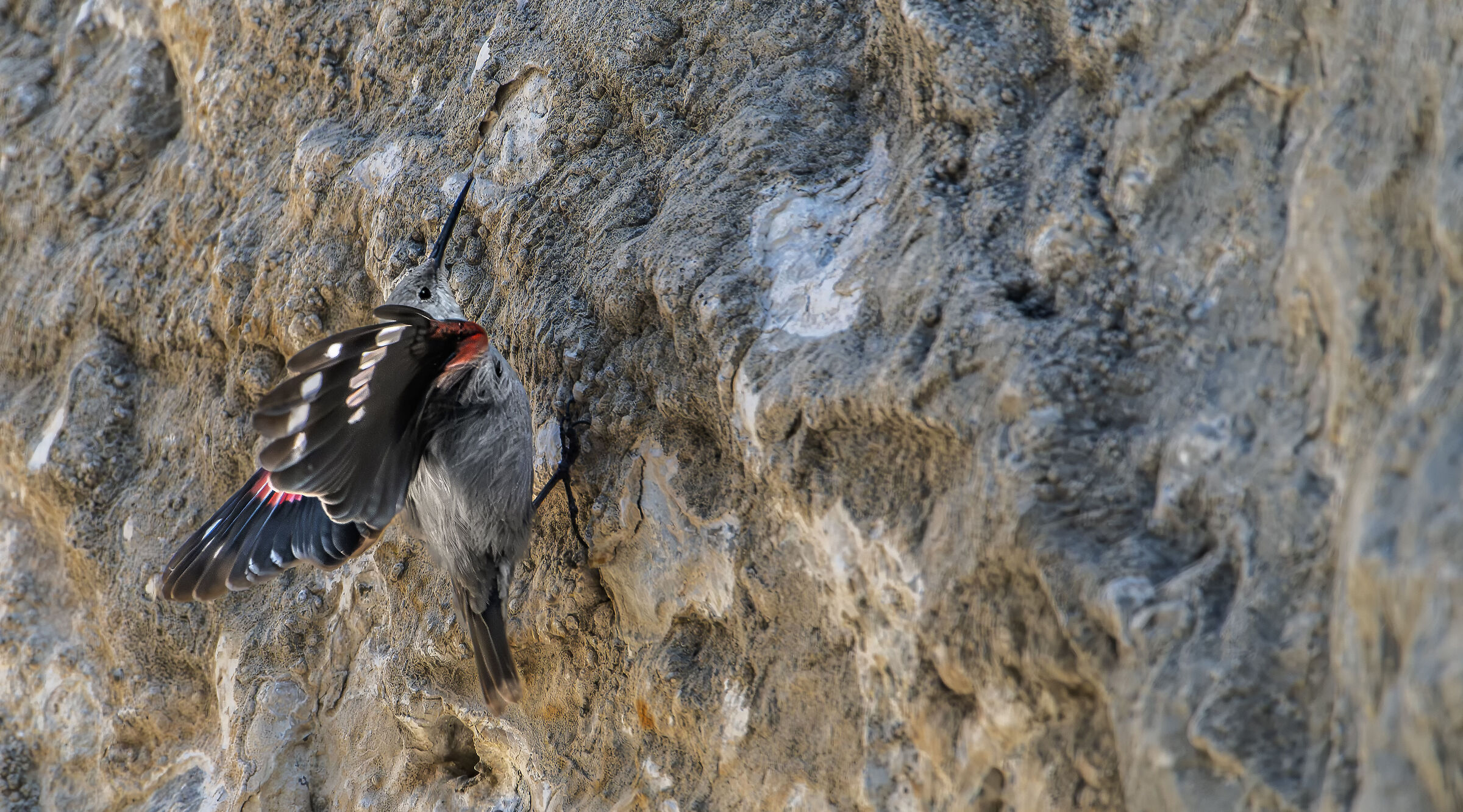 Wallcreeper