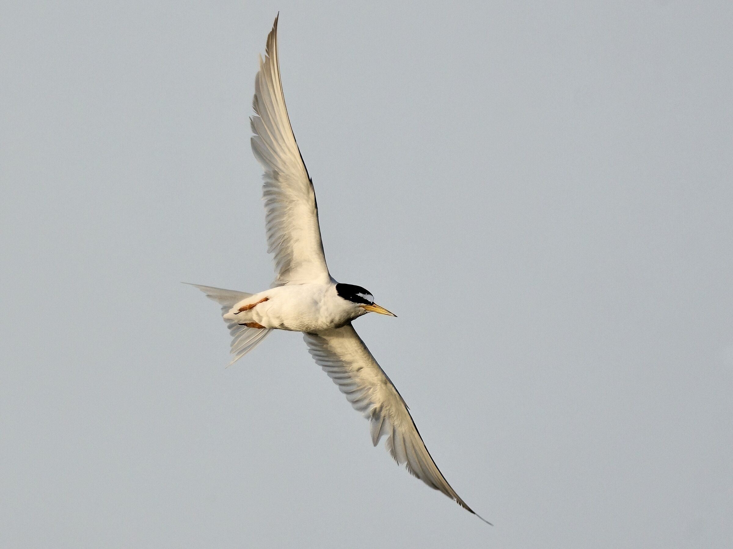 Little tern