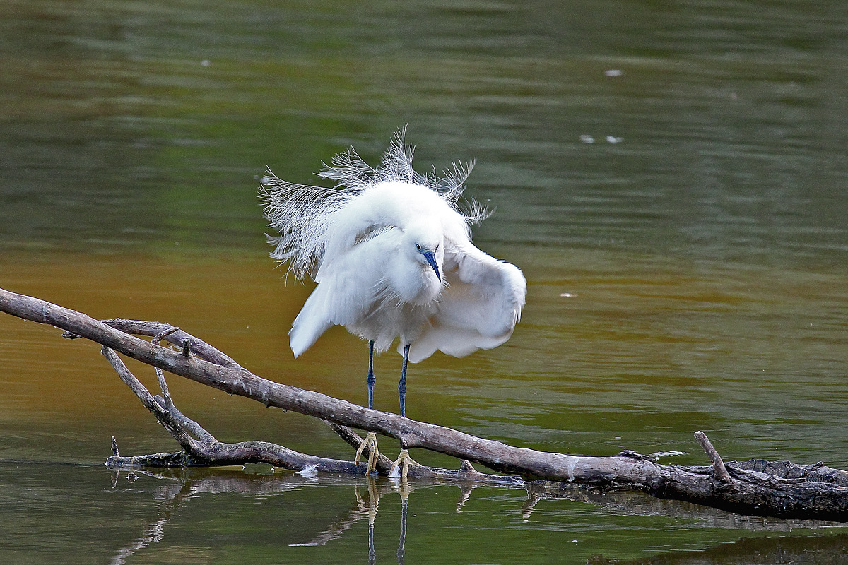 egret