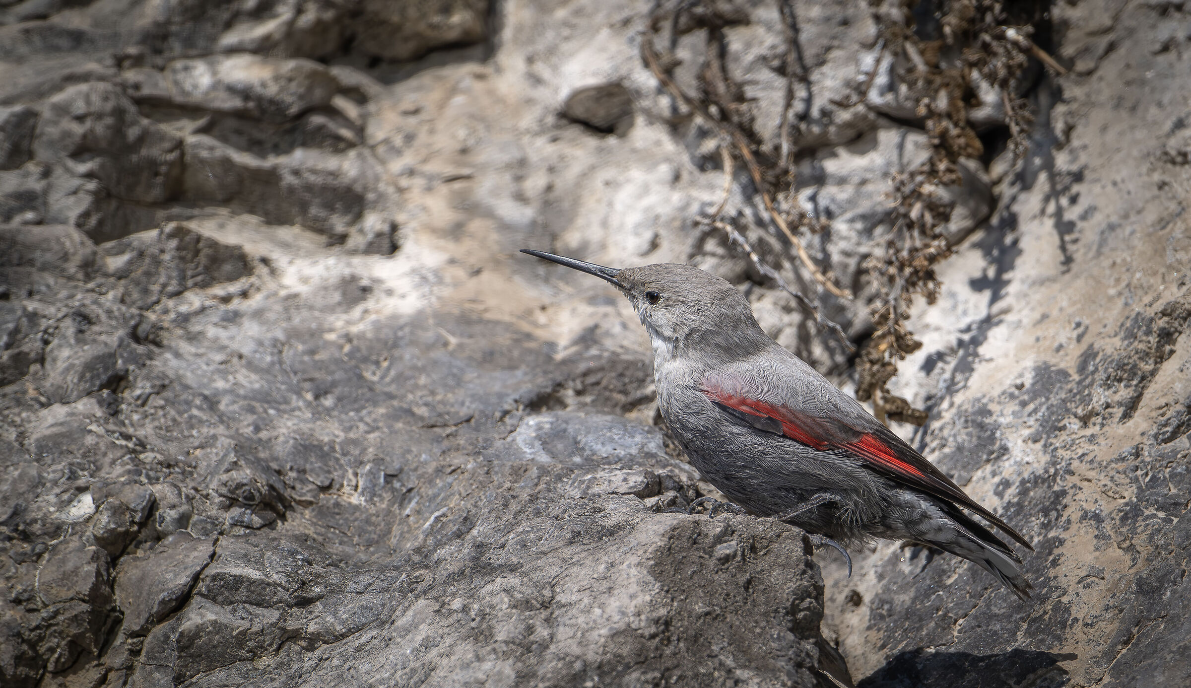 Wallcreeper