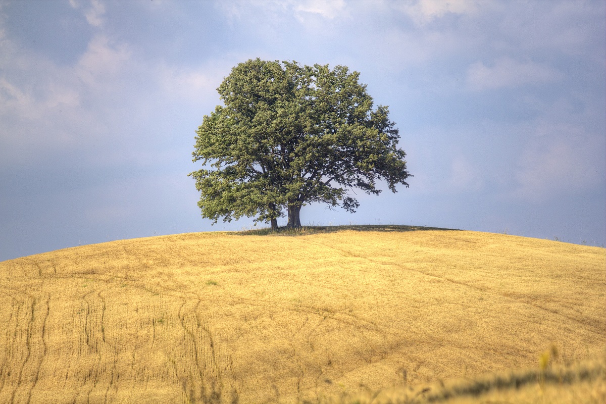 L'albero del silenzio...