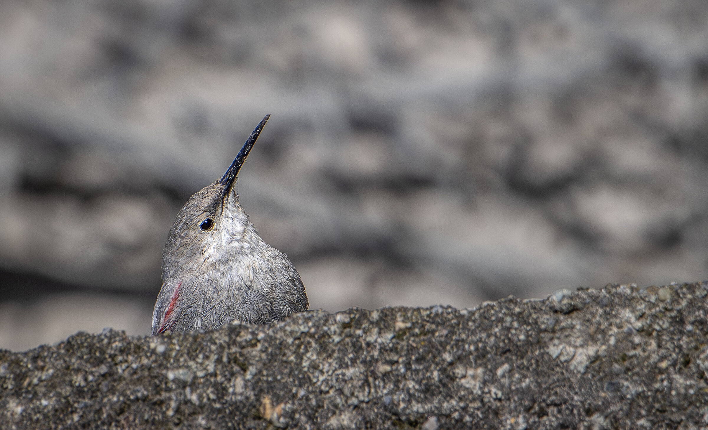 Wallcreeper
