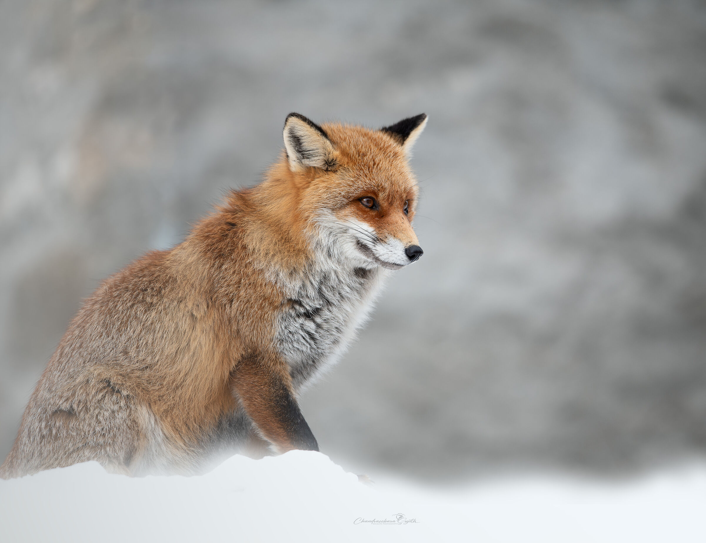 fox
