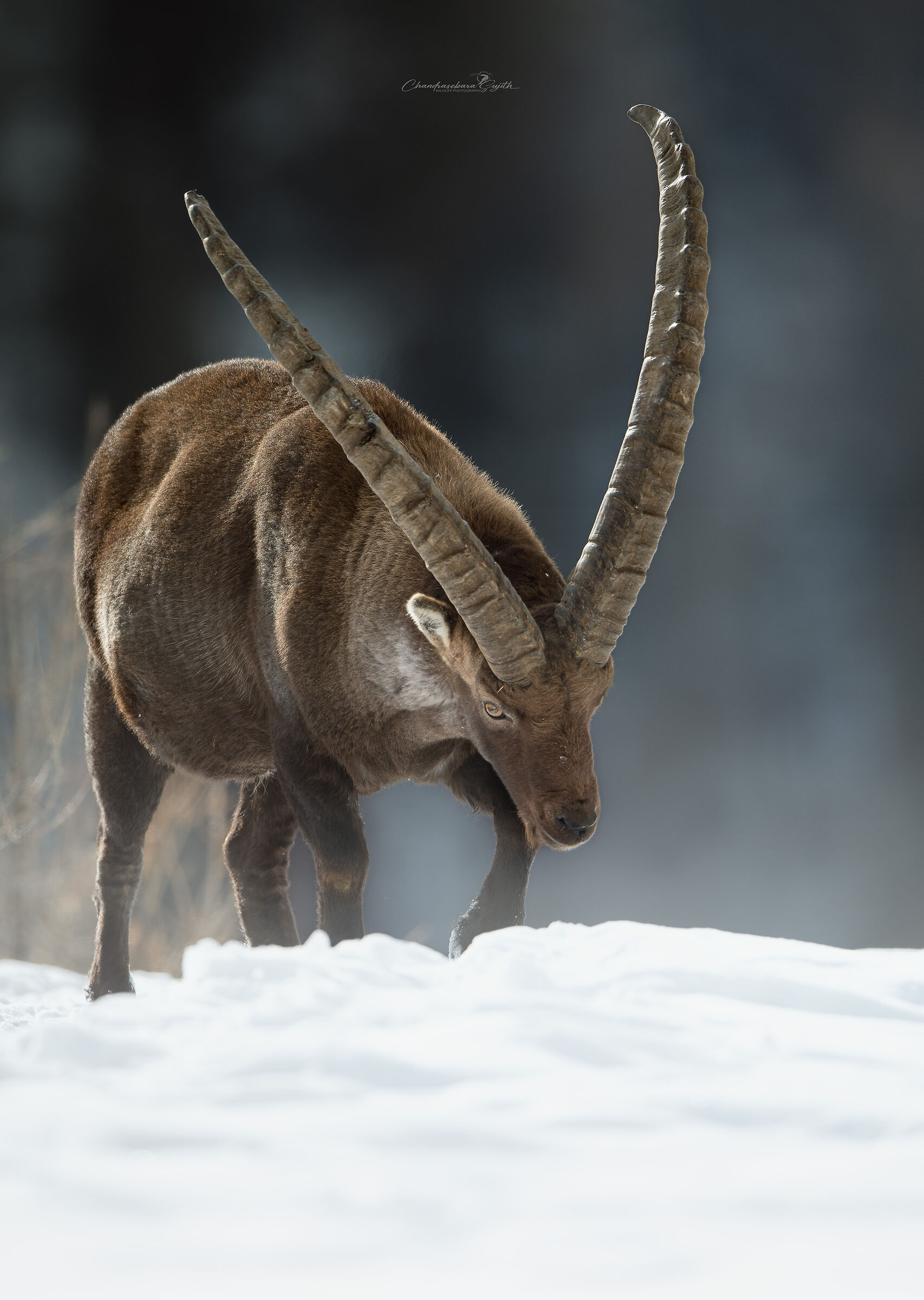 ibex