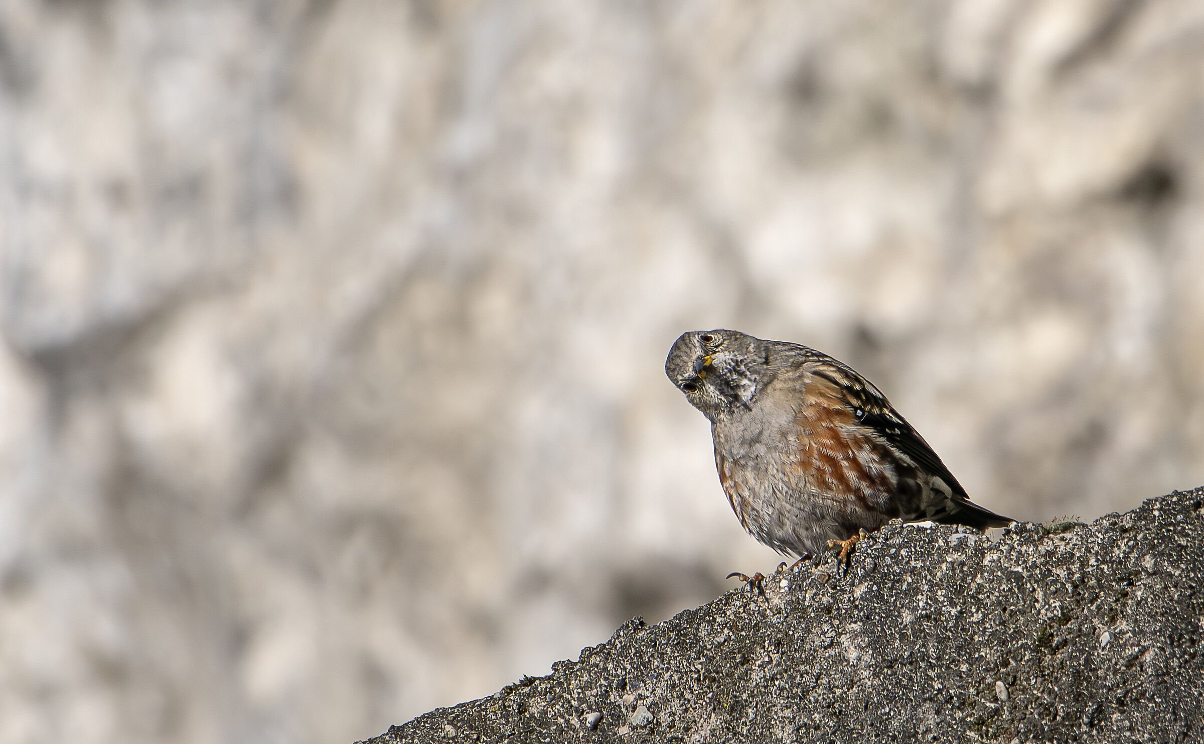 Alpine accentor