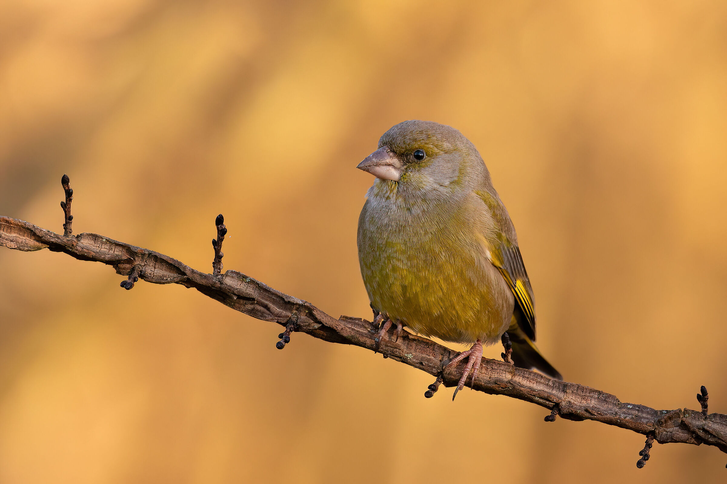 On the perch