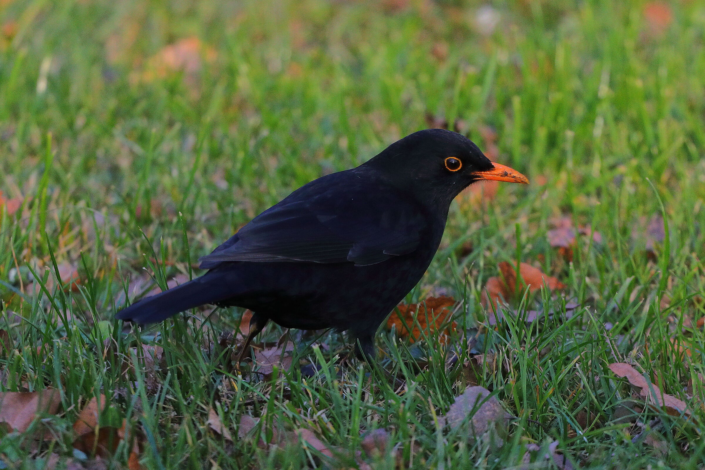 Merlo M 05 dicembre 2024 - 0009