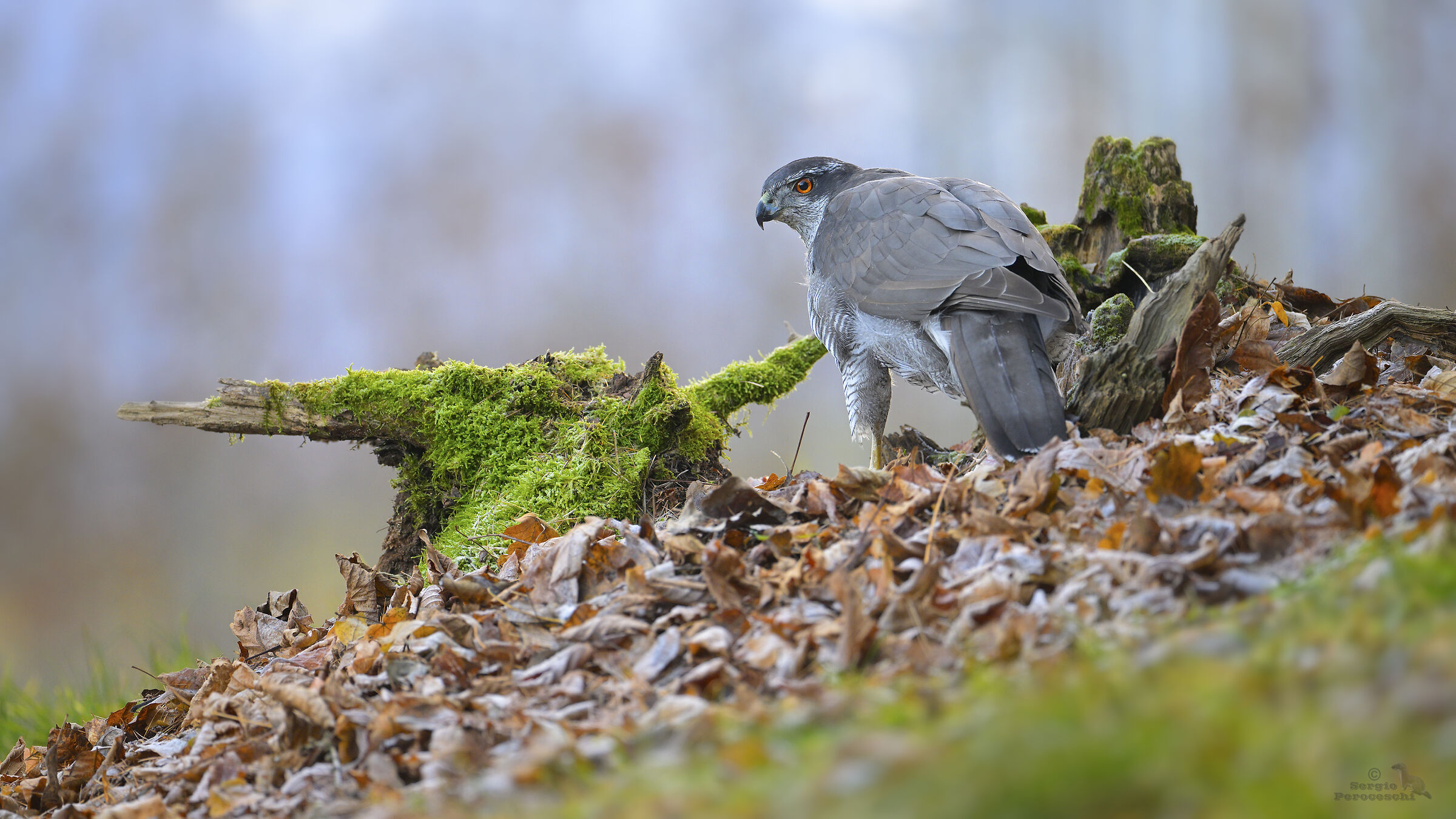 Goshawk