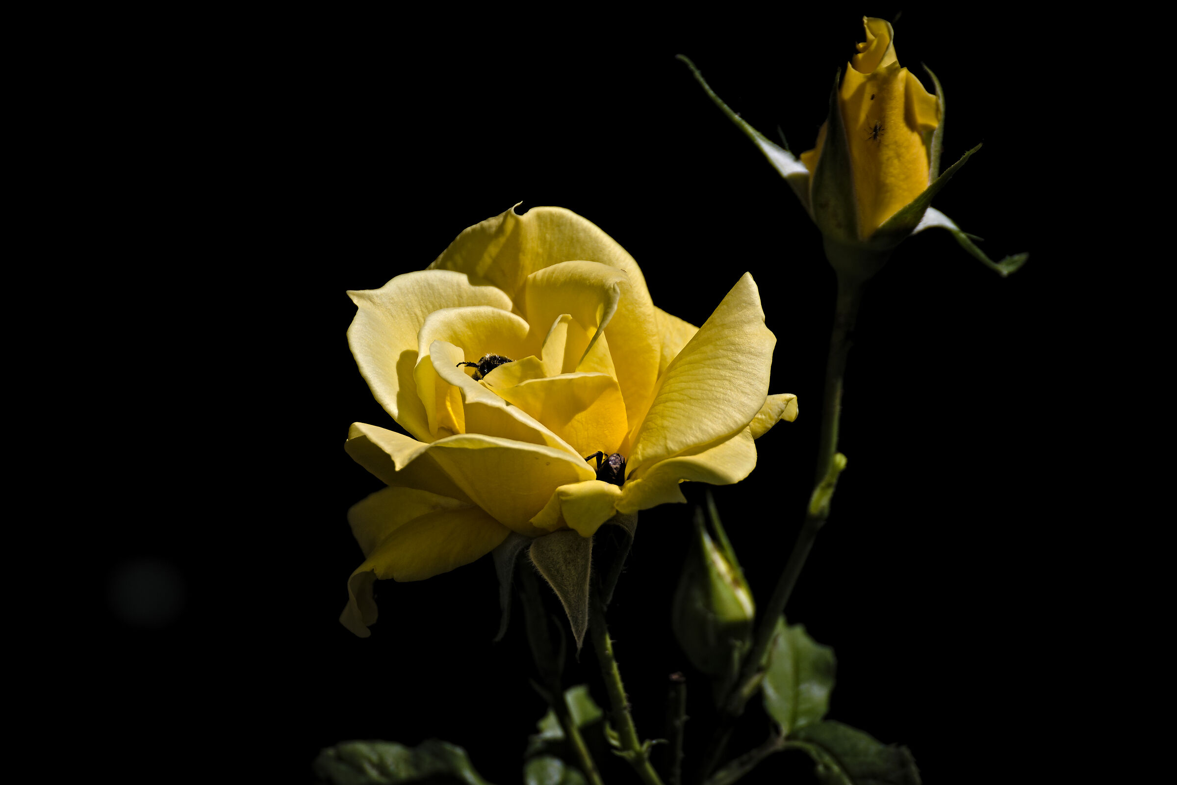 Tra le pagine di un fiore