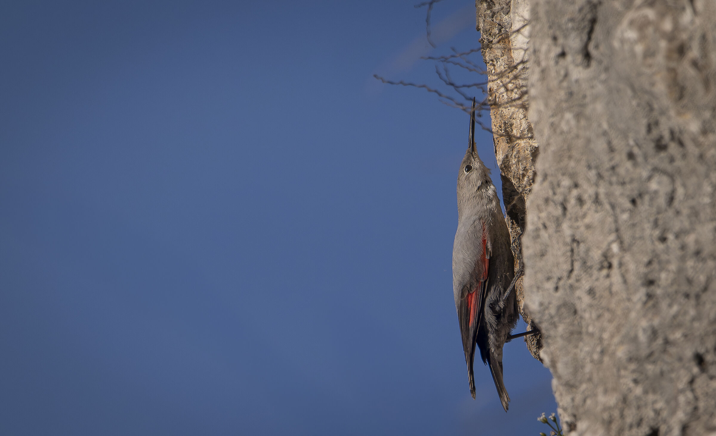 Wallcreeper
