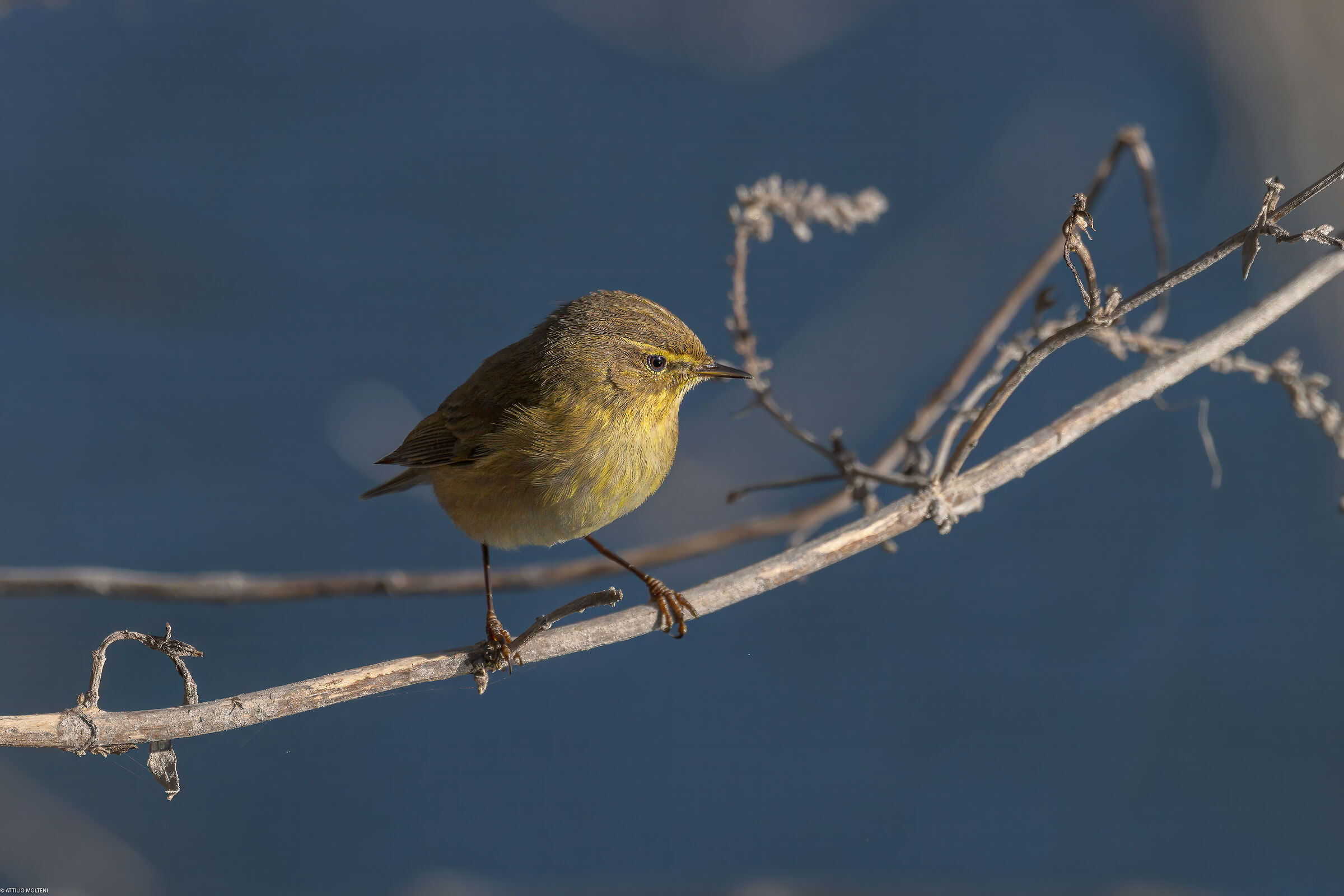 Chiffchaff