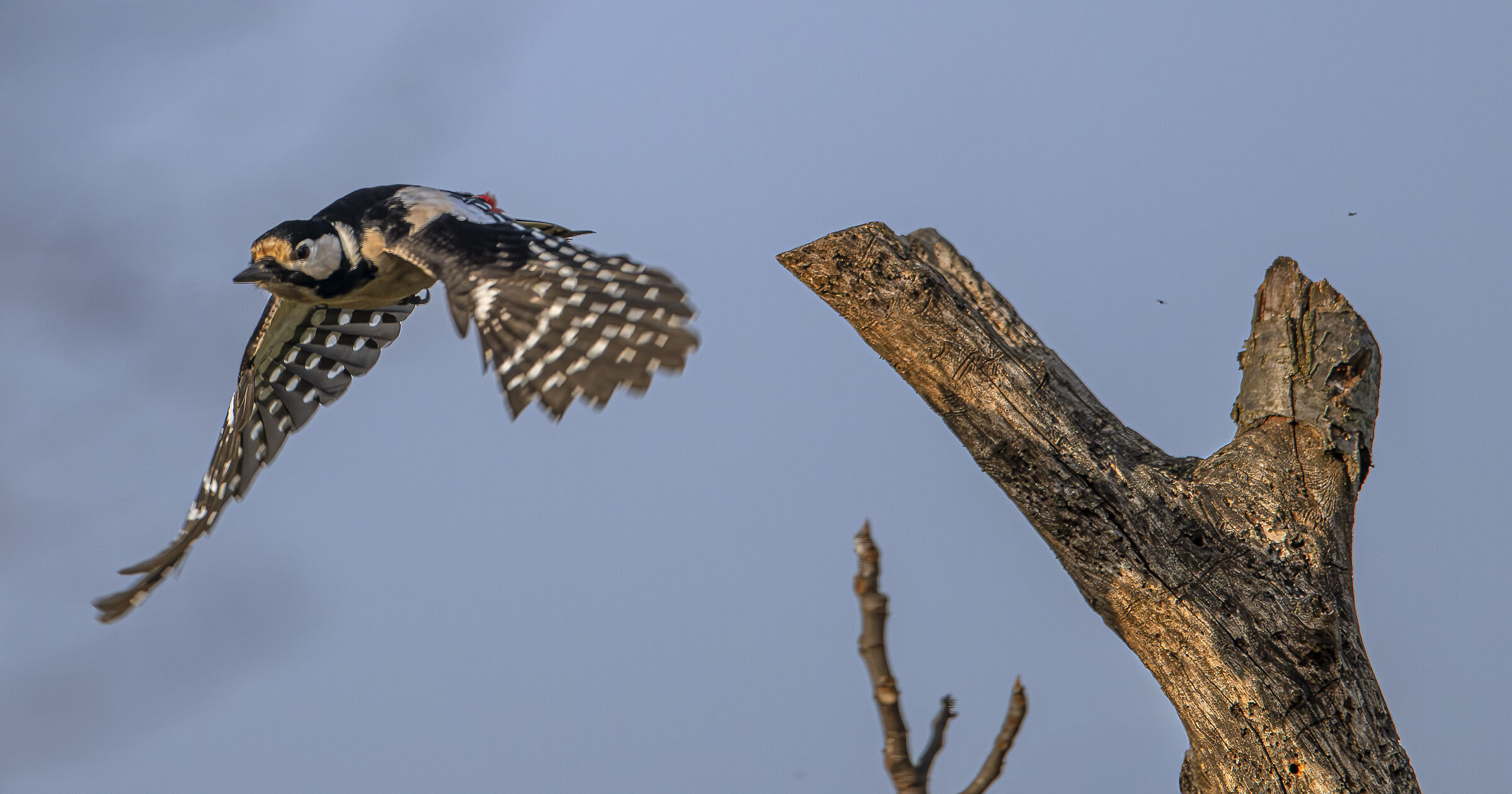 Spotted woodpecker