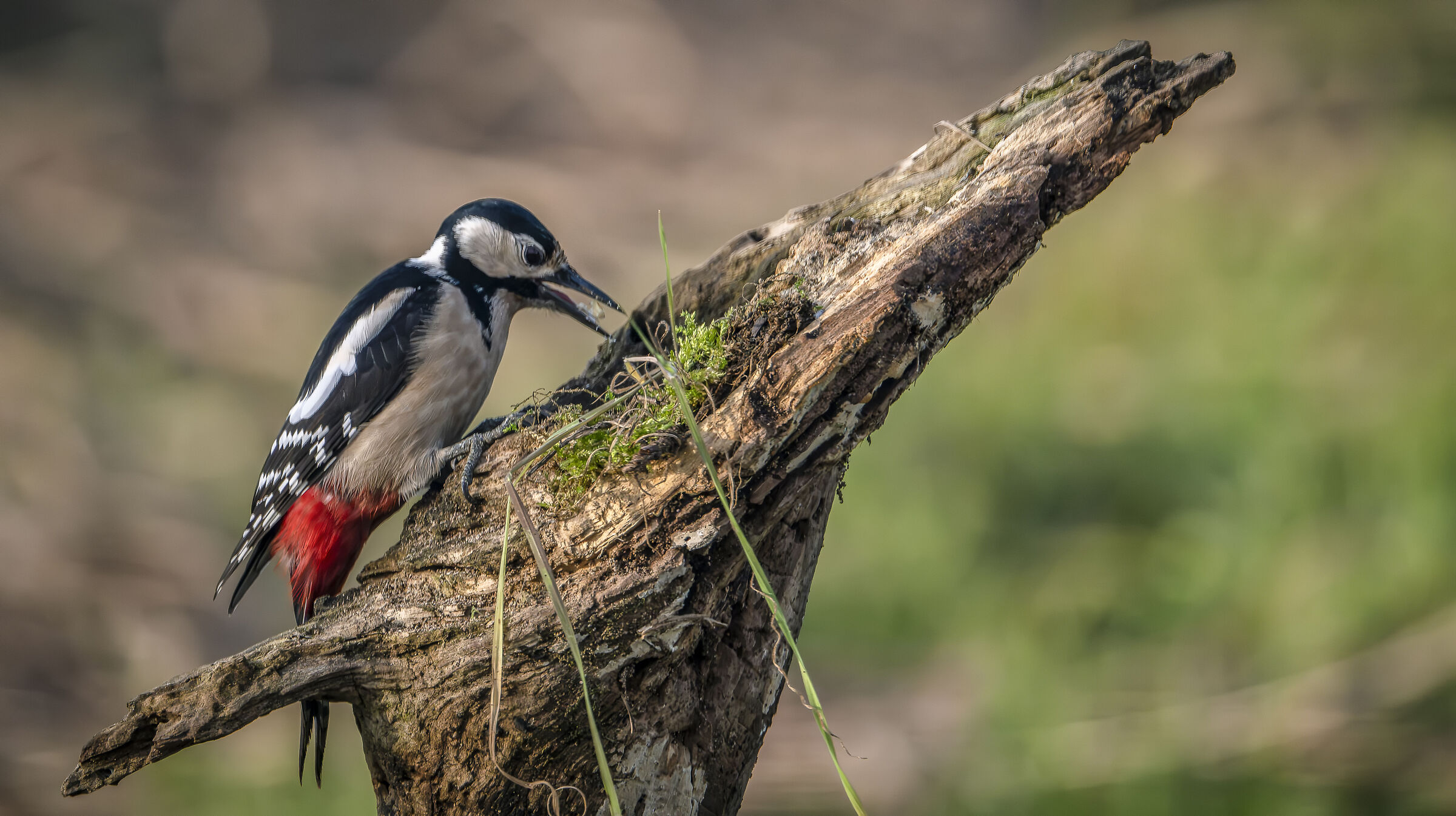 Spotted woodpecker