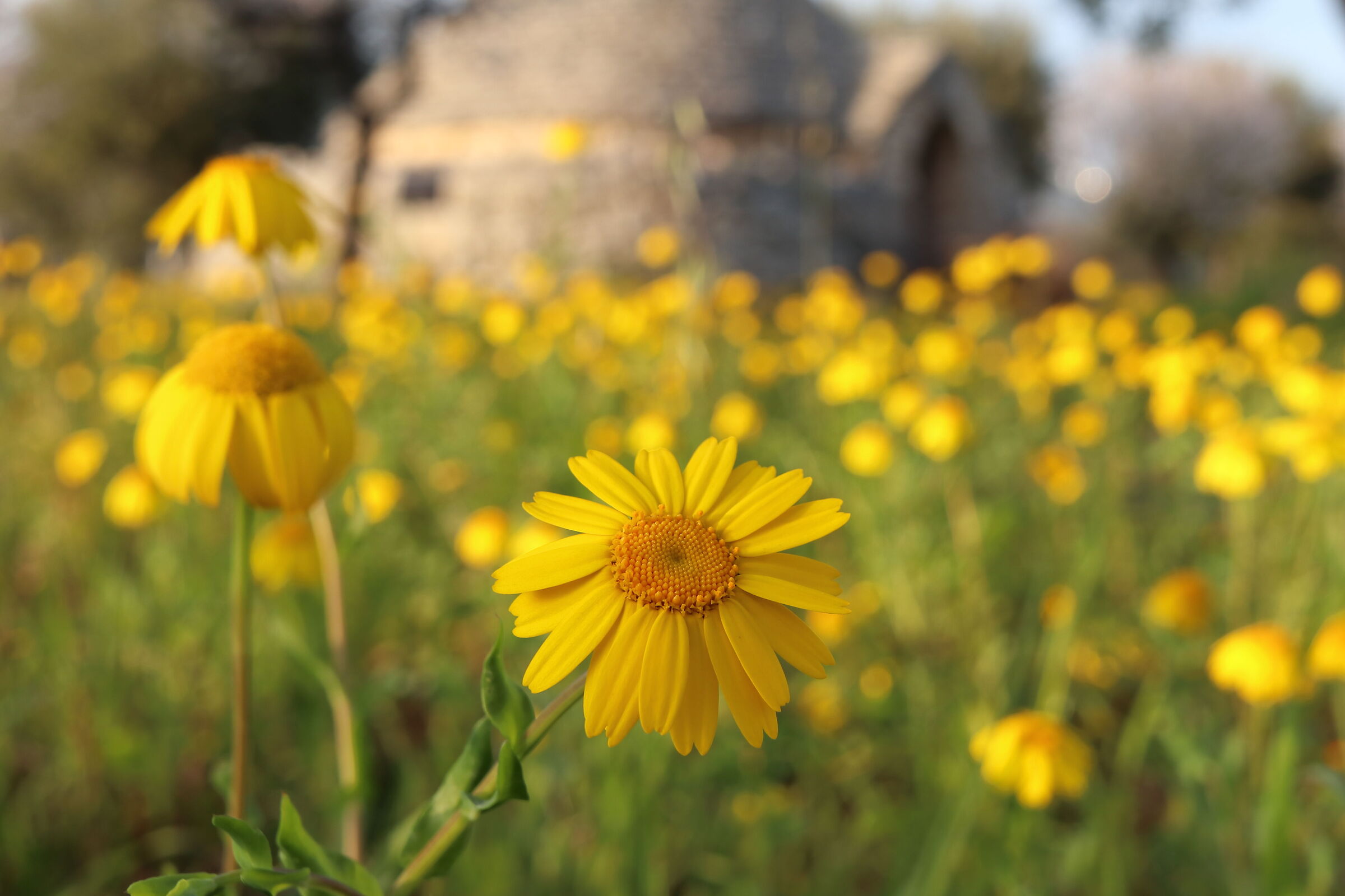dettaglio in campagna