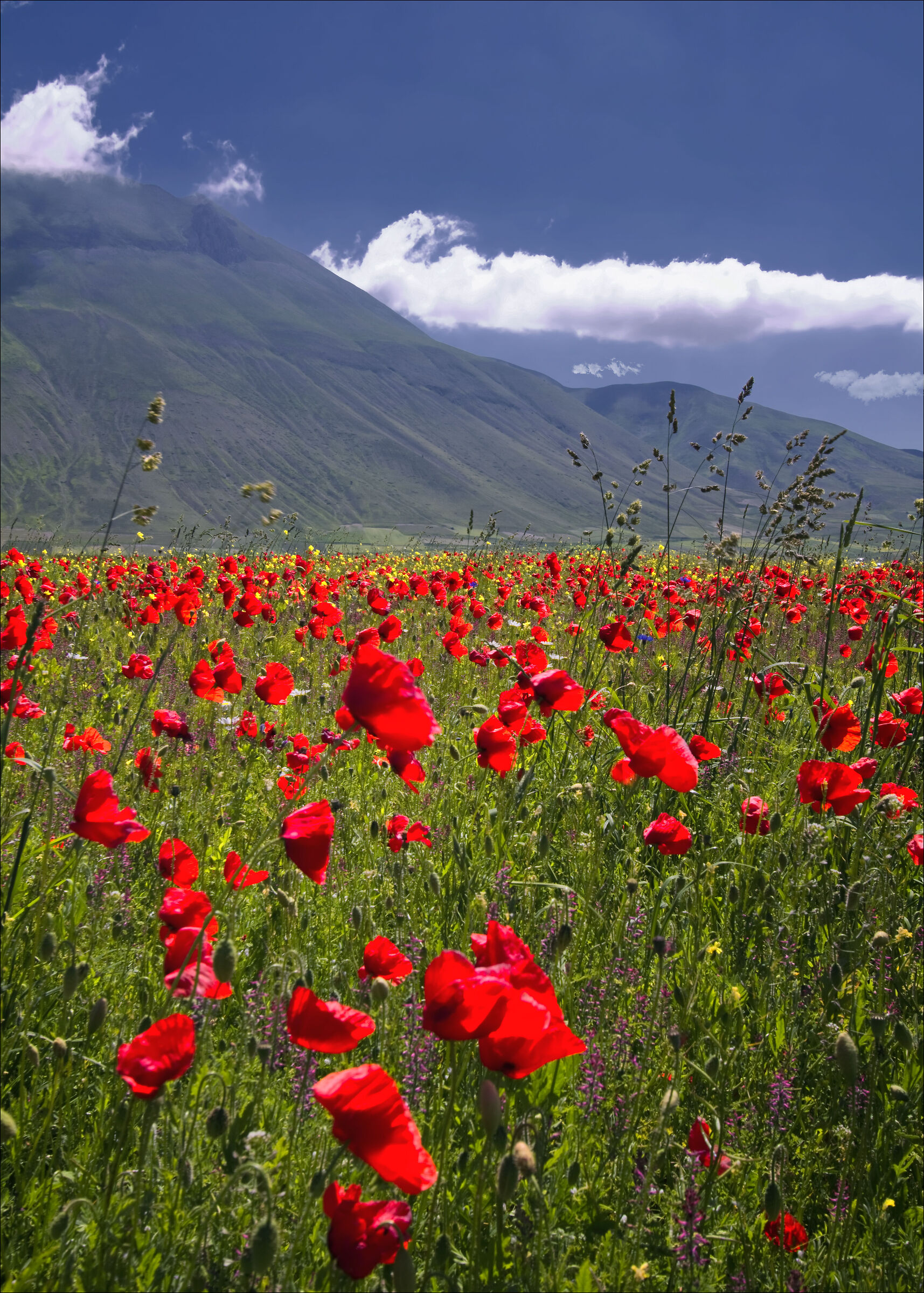 Papaveri a Castelluccio!