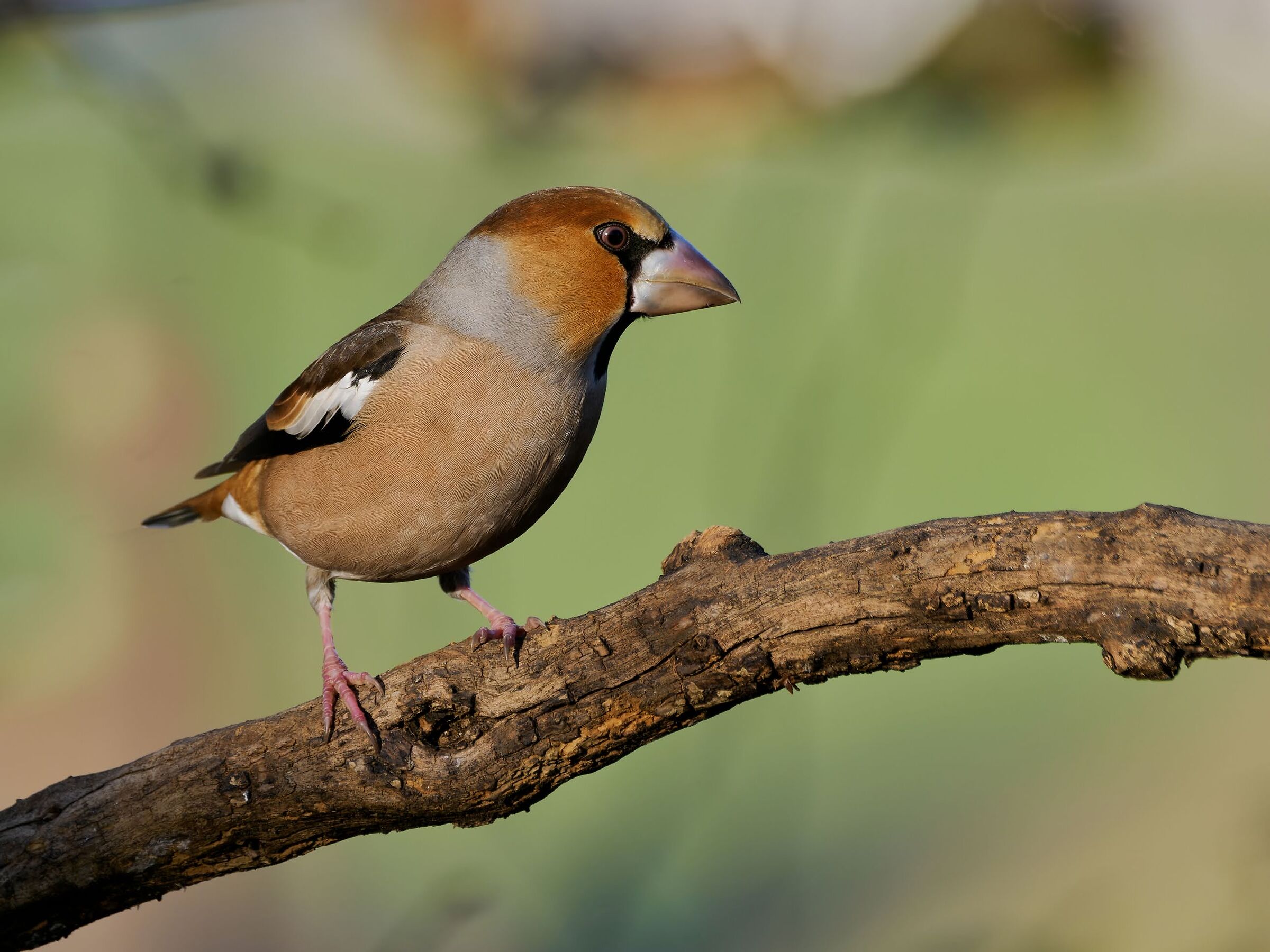 Hawfinch(m)