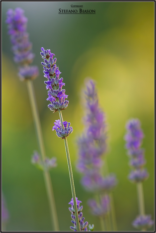 Lavender