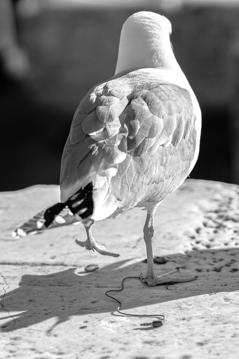 Rechargeable seagull