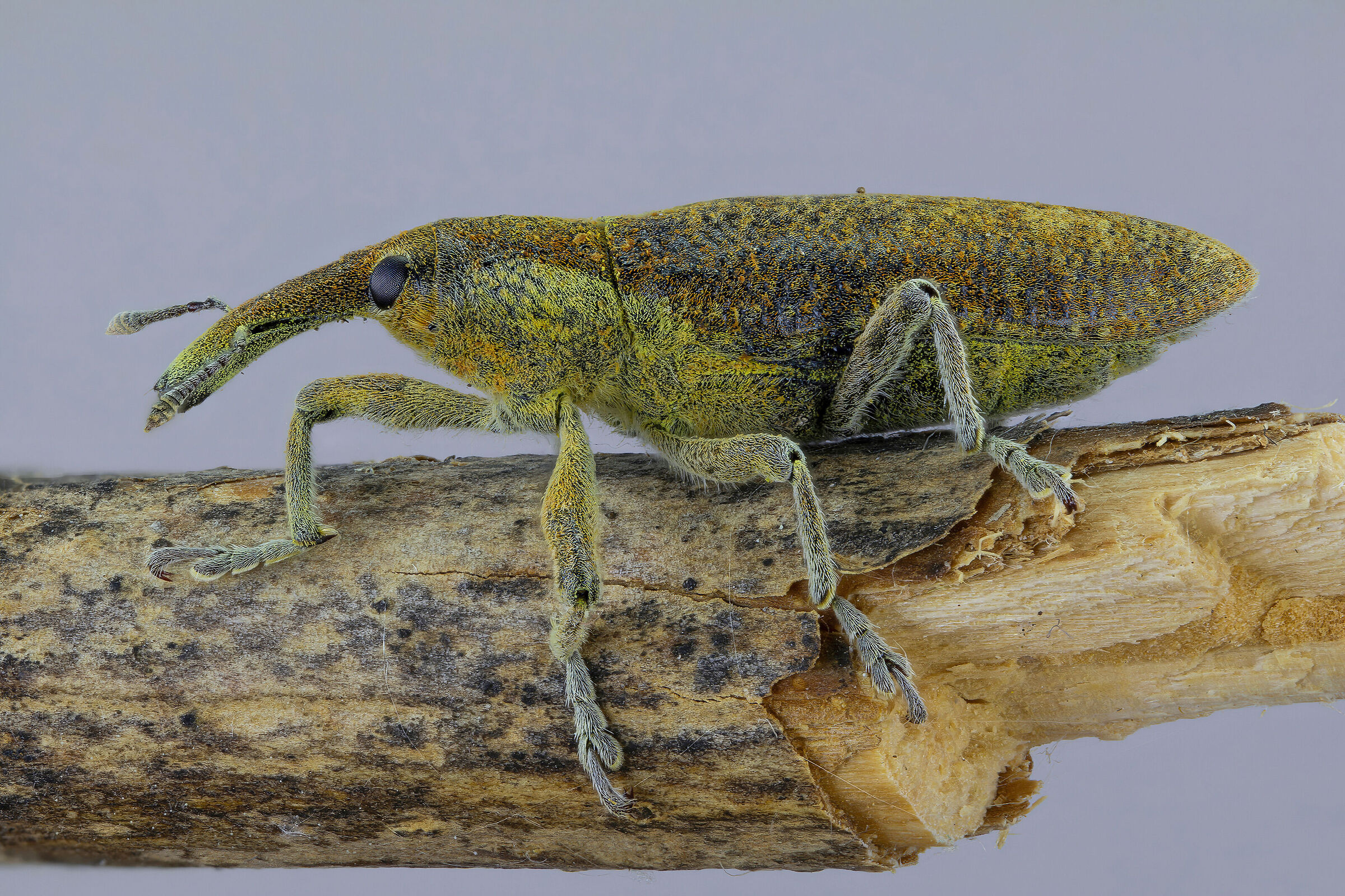 Lixus pulverulentus