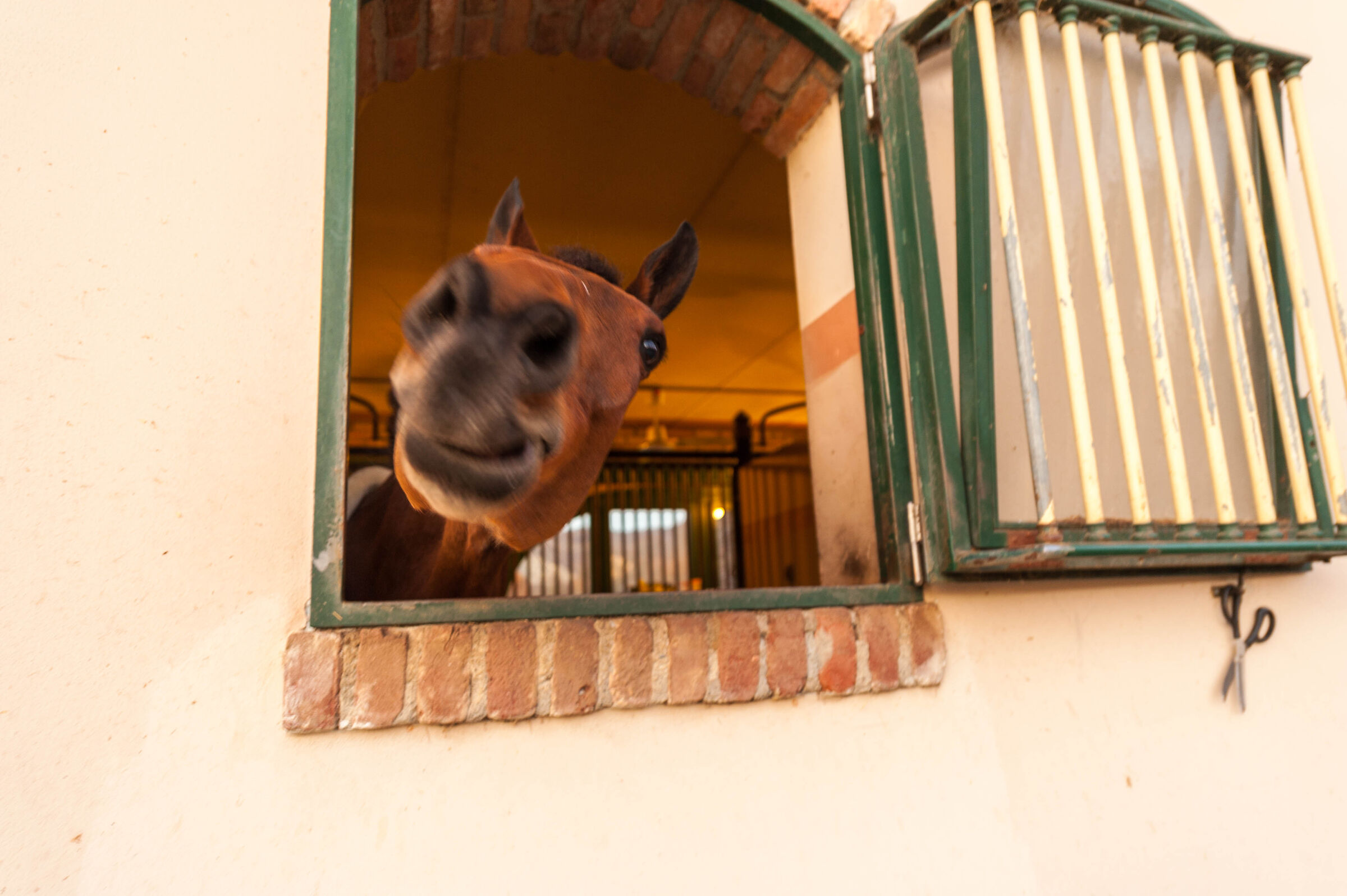 Horse at the window