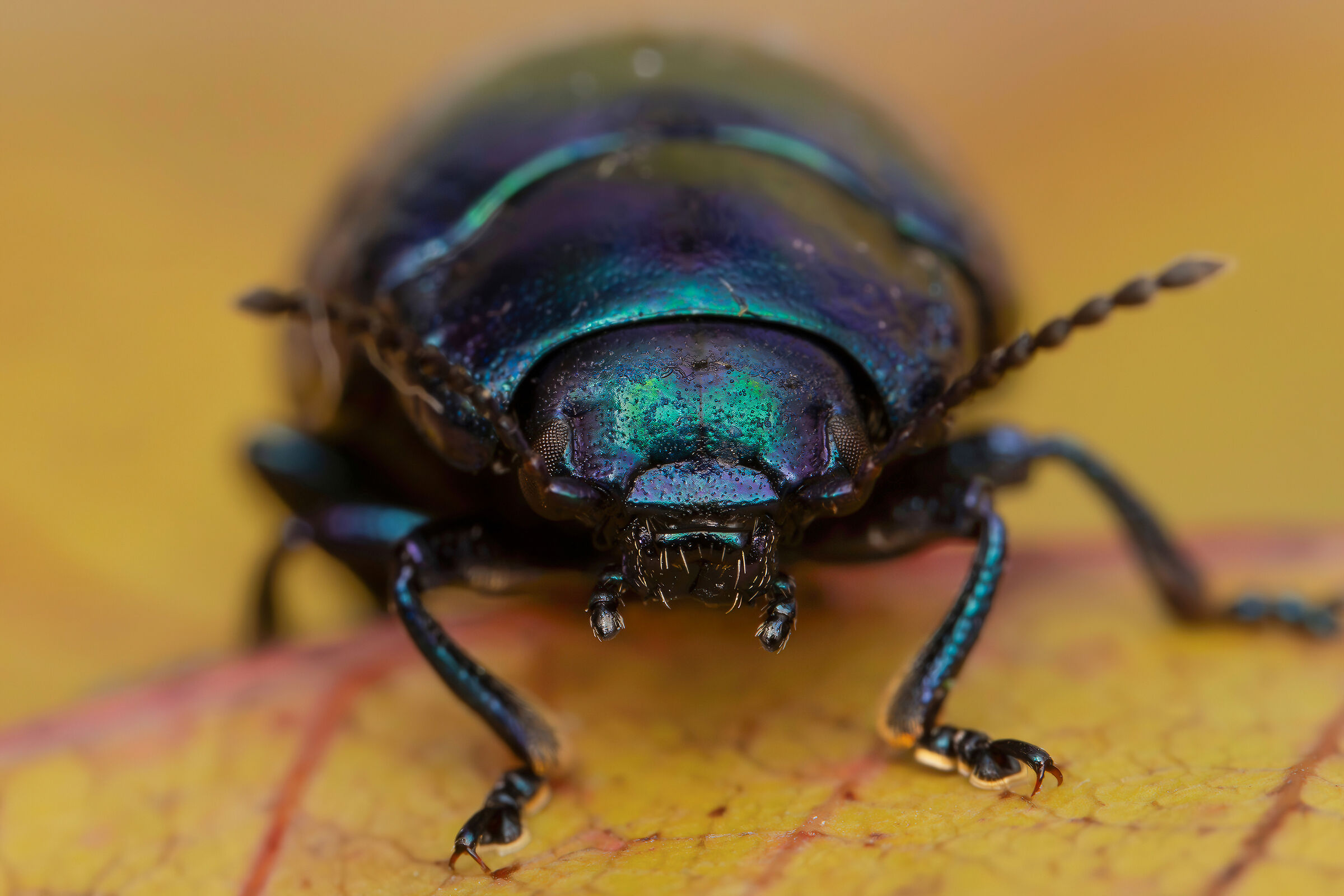 Chrysolina cerealis mixta