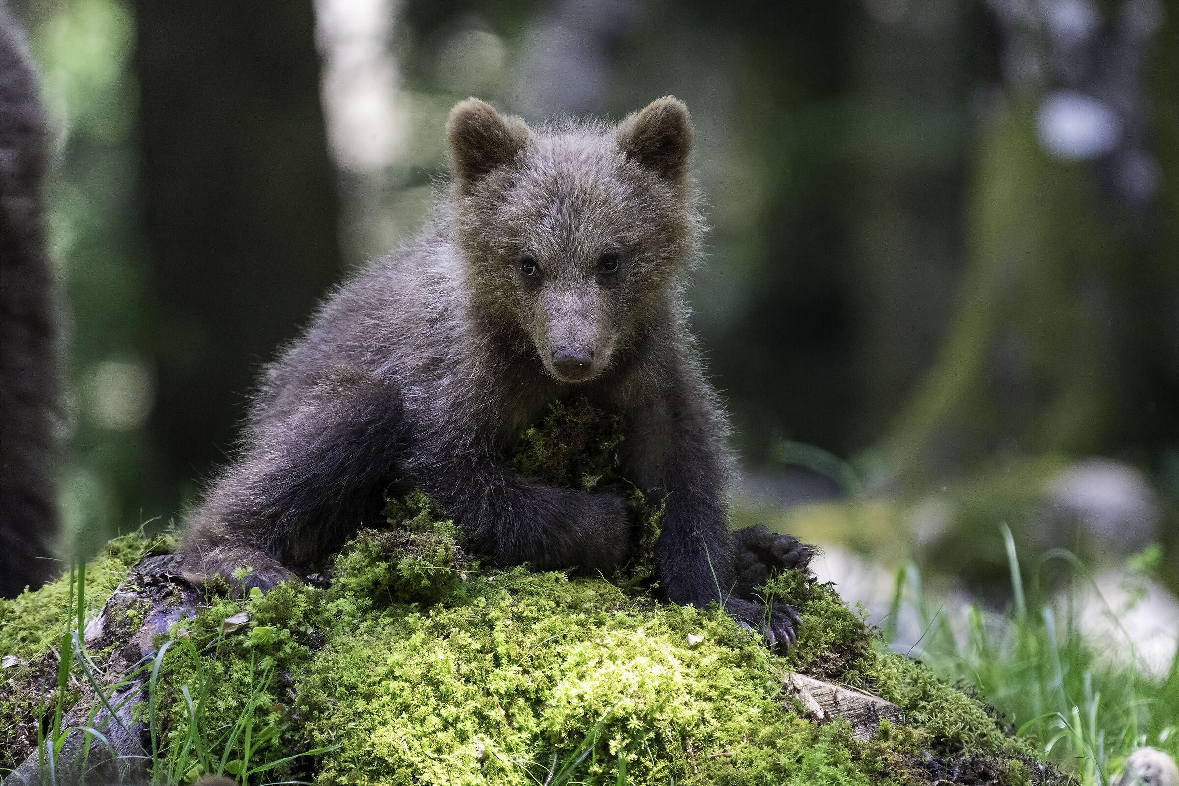 Brown bear