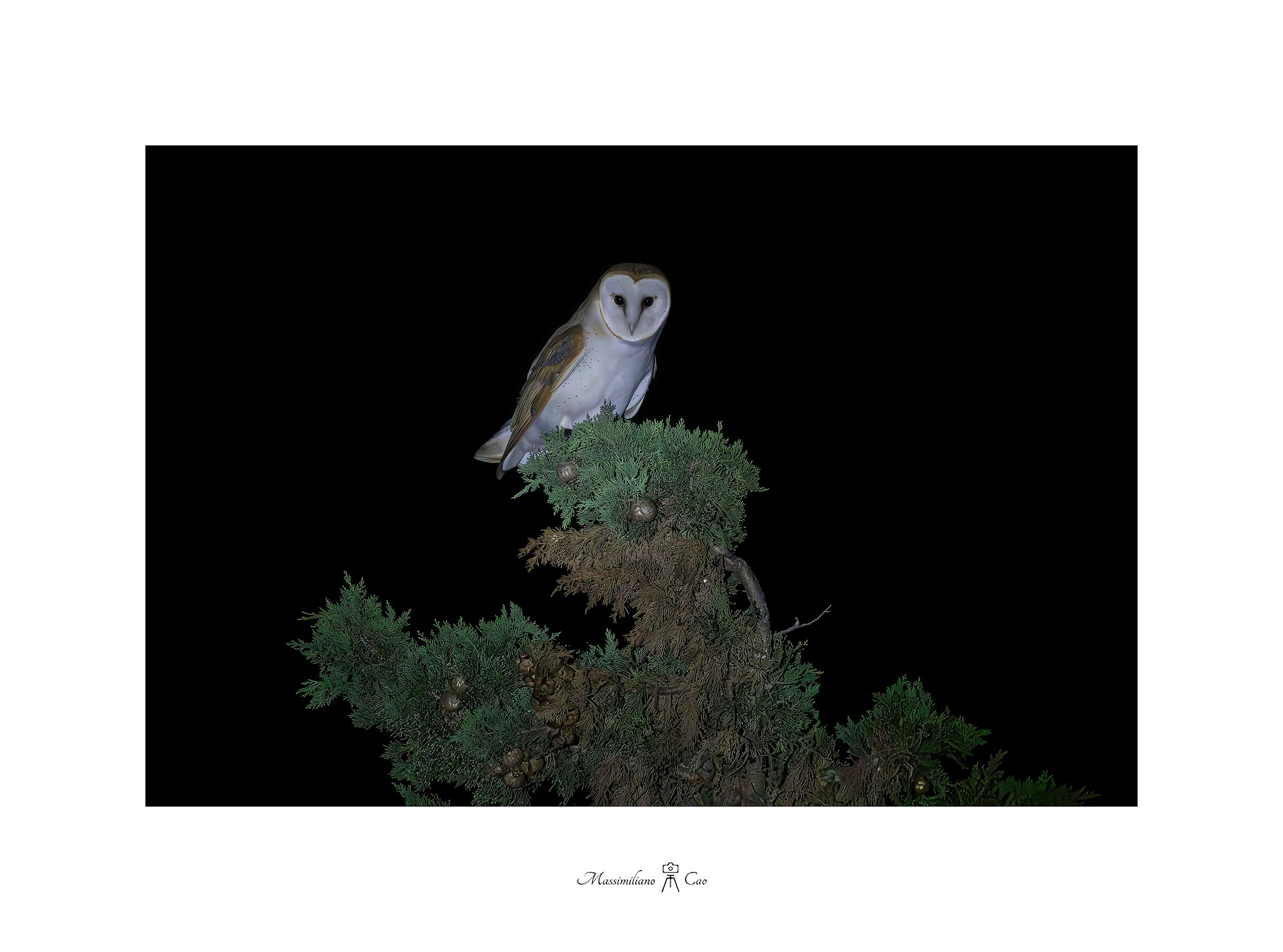 My first barn owl