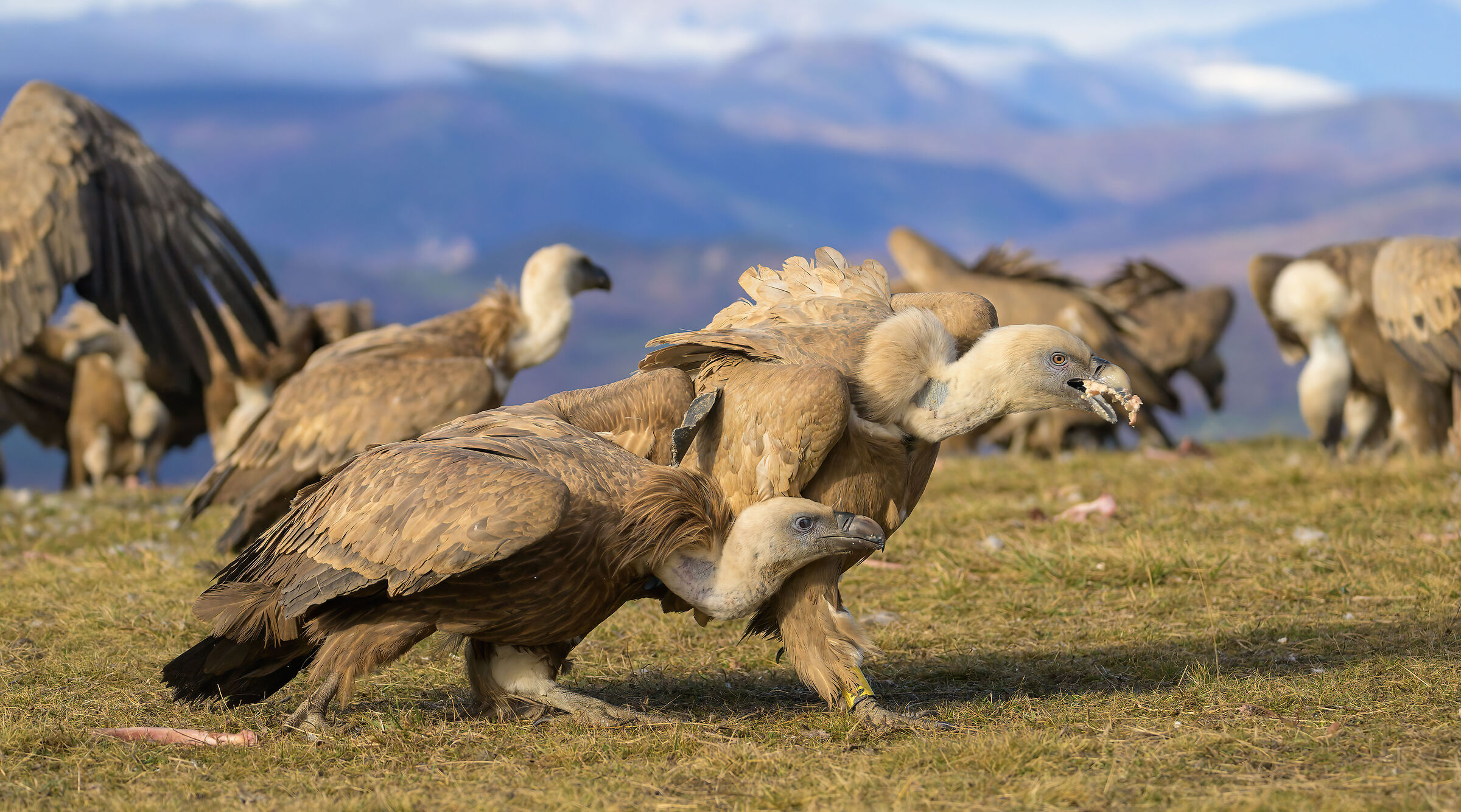 griffon vultures