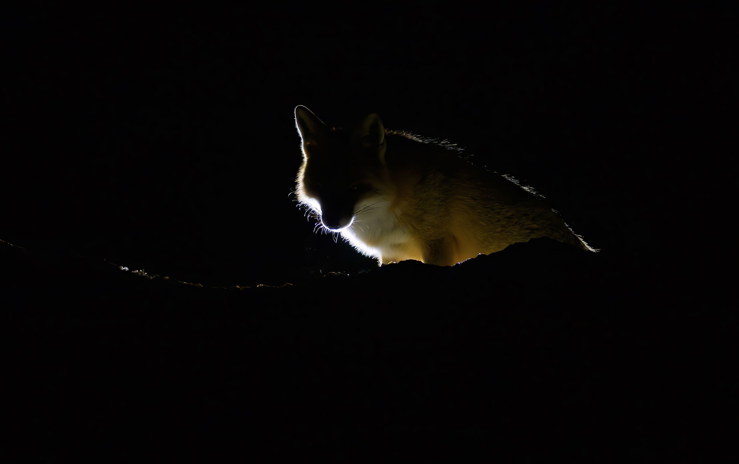 fox