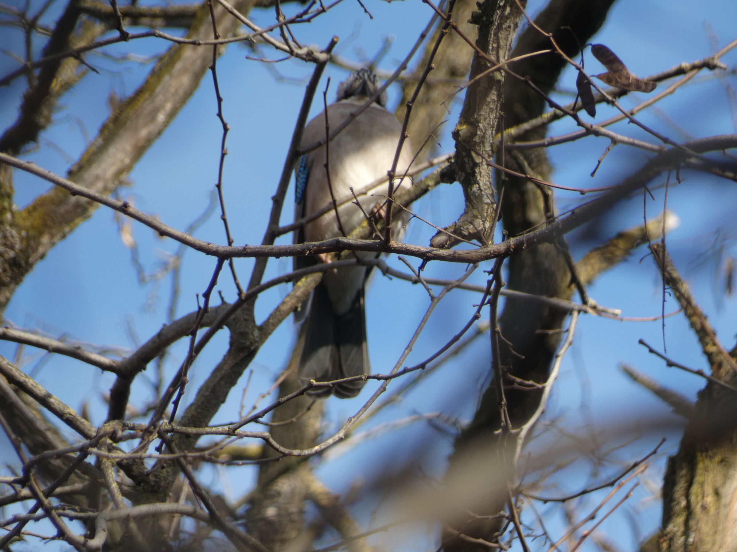 uccellino..non classificato