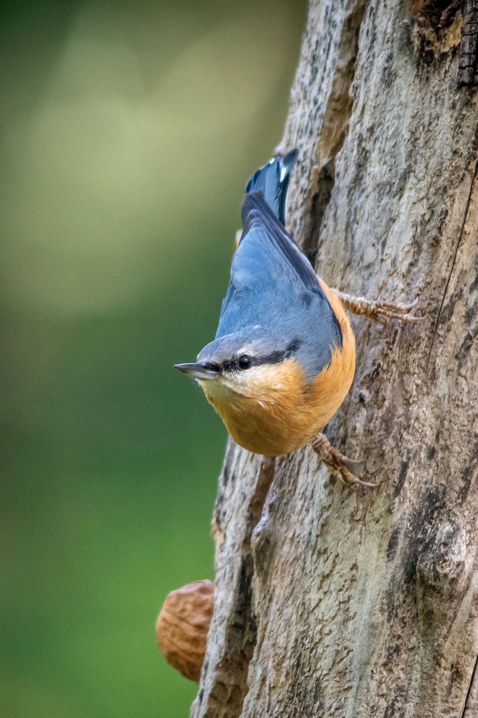 Birdlife #1