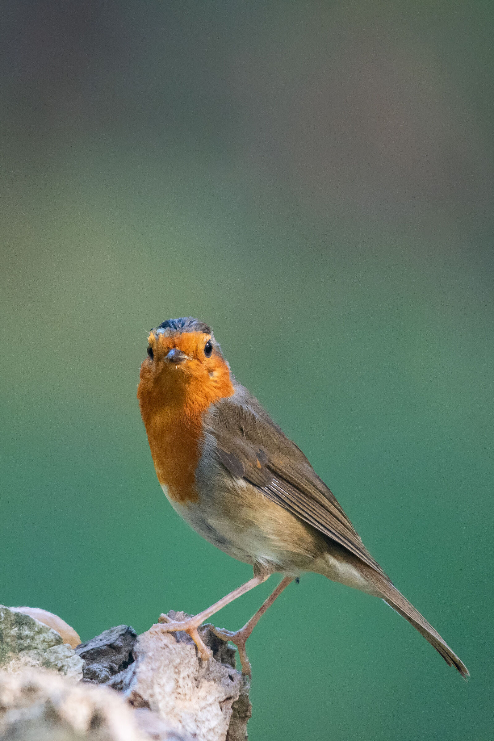 Birdlife #2