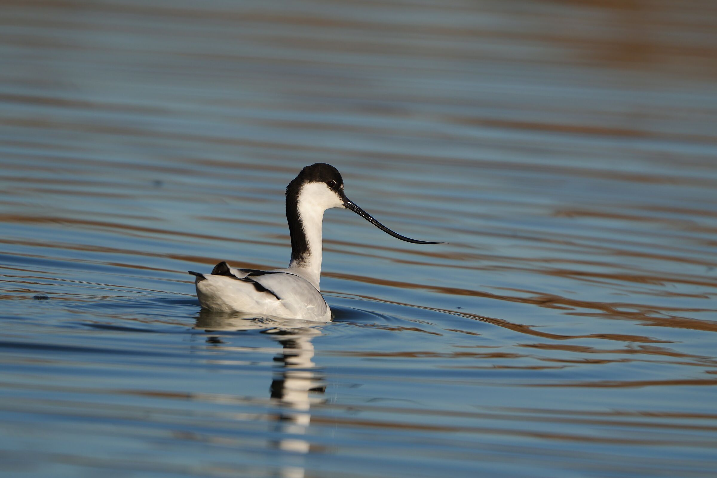 Avocetta