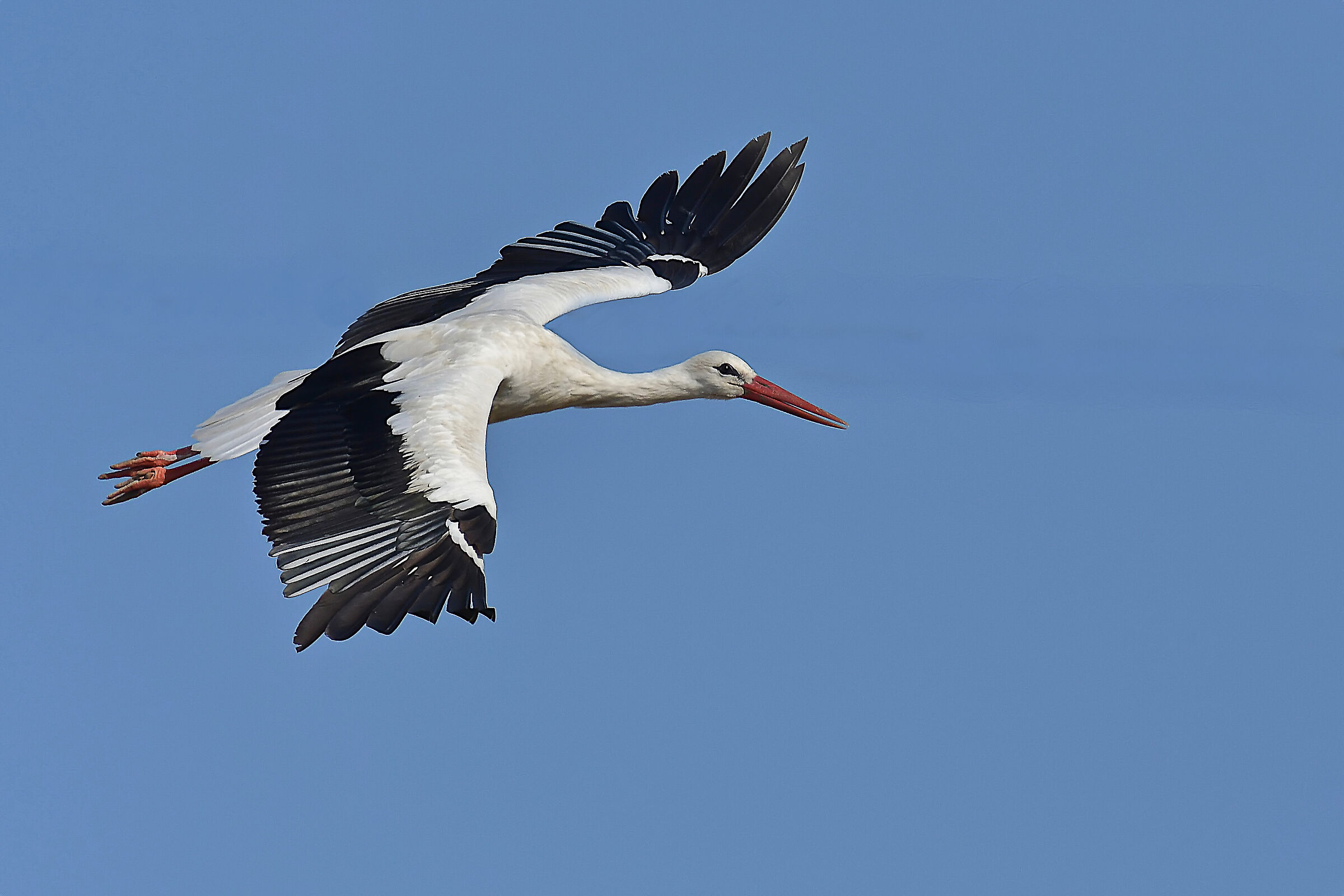 Stork in flight