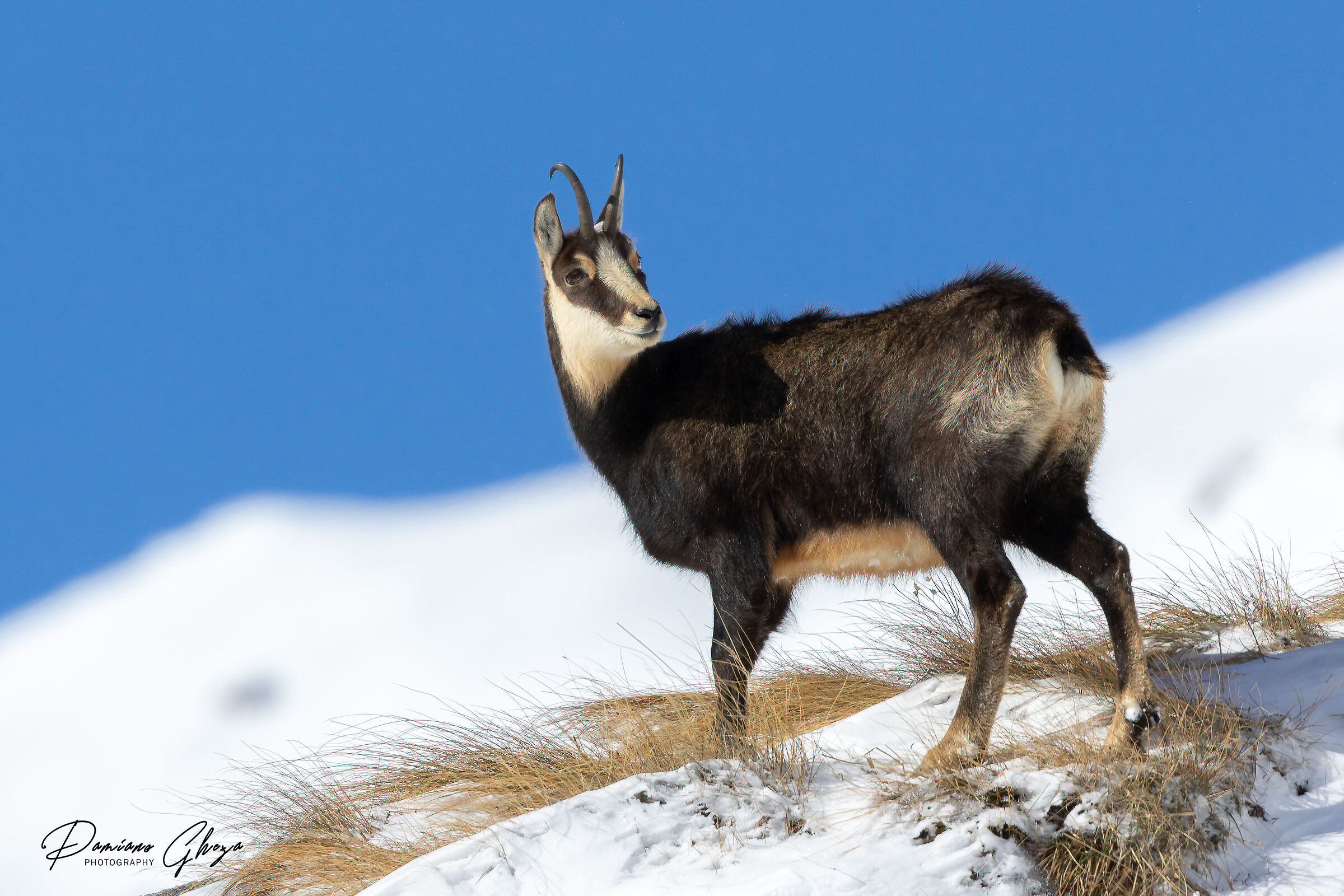 Chamois