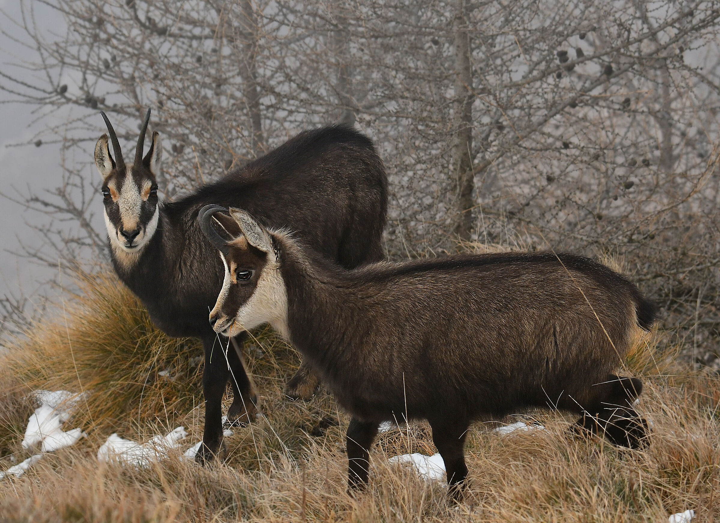 CHAMOIS