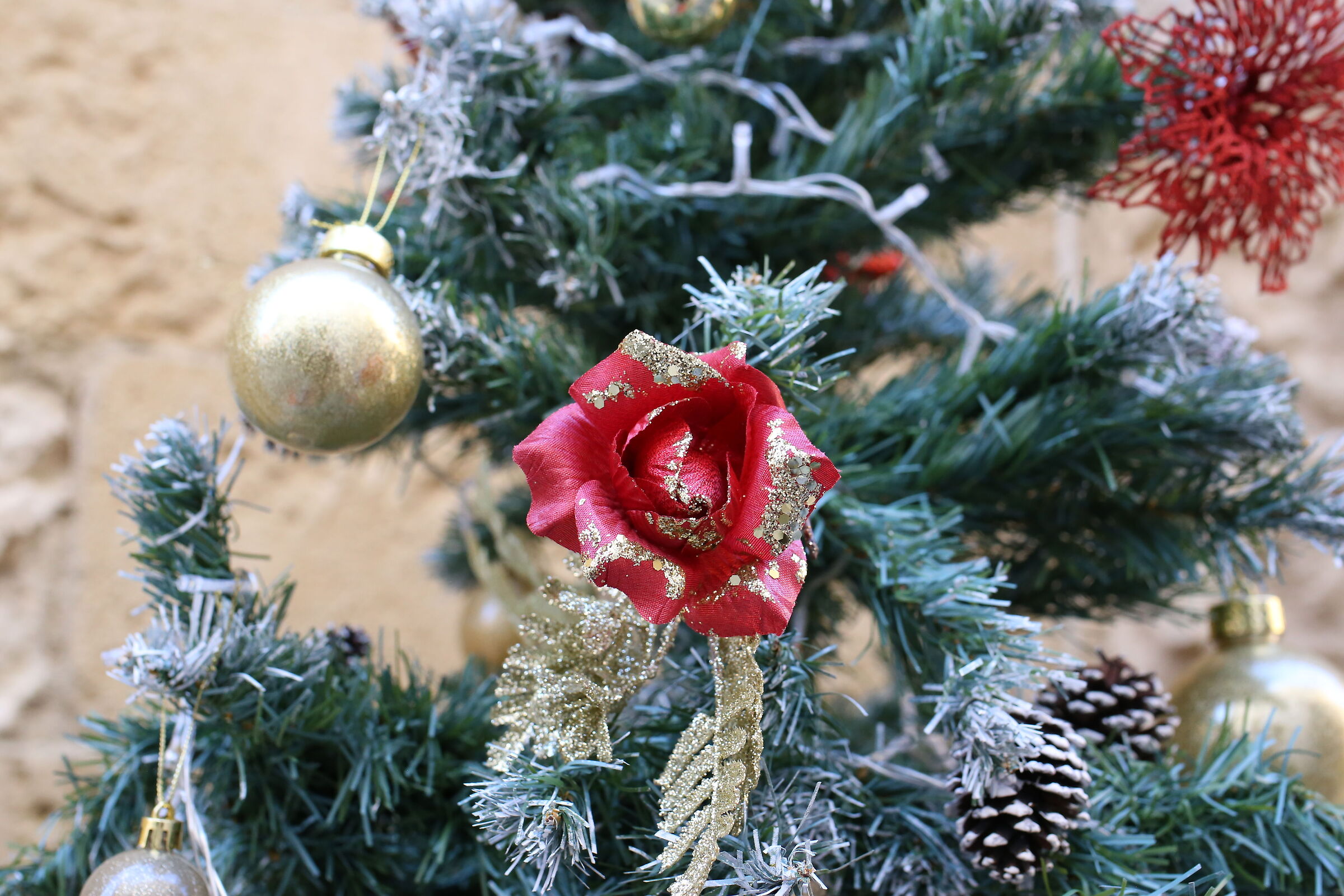 Ei, Milvus Zeiss 50, 1.4- Canon 6 D