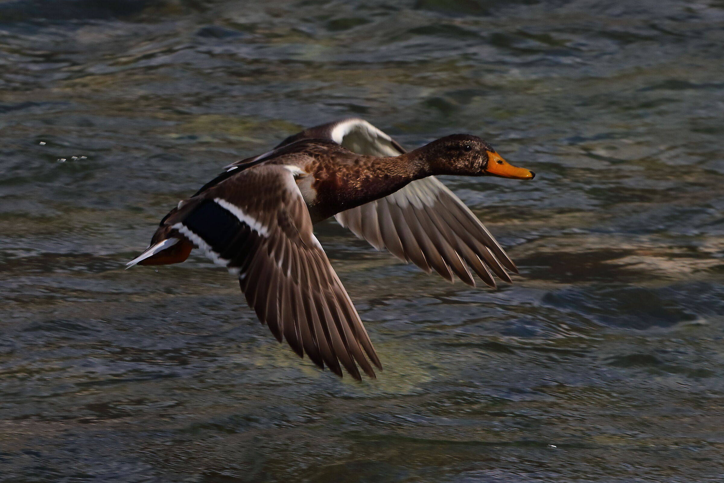 Germano R F 07 settembre 2024 - 0219