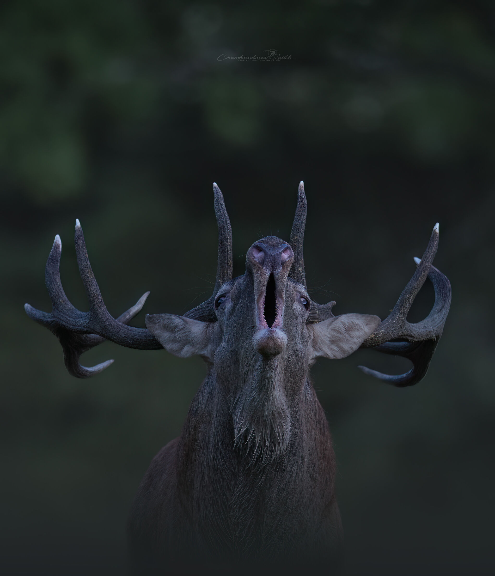 roaring deer